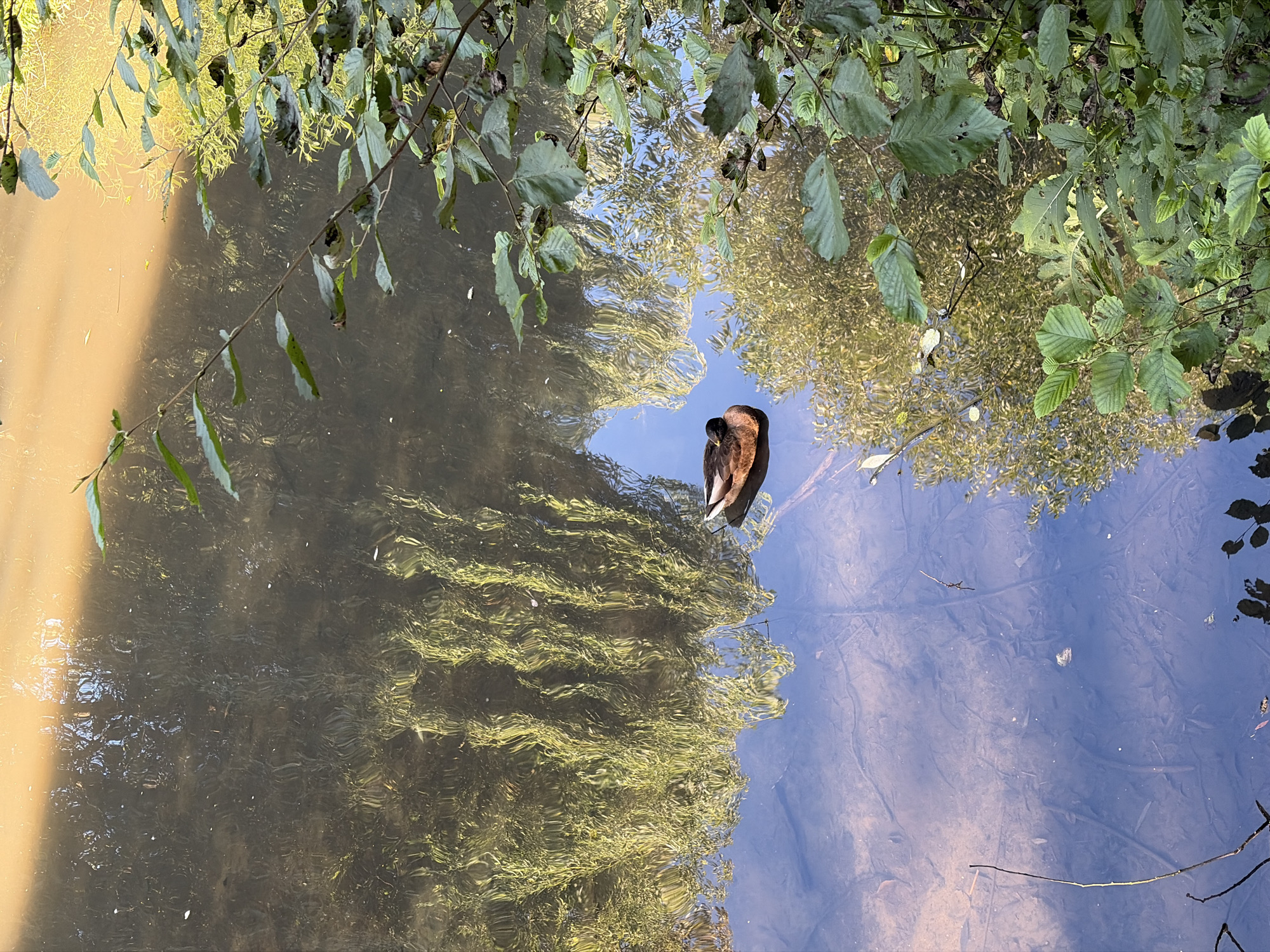 In an outdoor scene, a mallard duck floats in a body of water. The water reflects the surrounding foliage and a warm, golden light source, possibly the sun. The duck is brown and appears to be resting. Branches with green leaves overhang the water from the right side of the frame. The bottom of the pond is visible in some areas, revealing debris and plant life. The overall environment suggests a natural setting, possibly a park or a quiet waterway within an urban area, though the specific location is unknown.