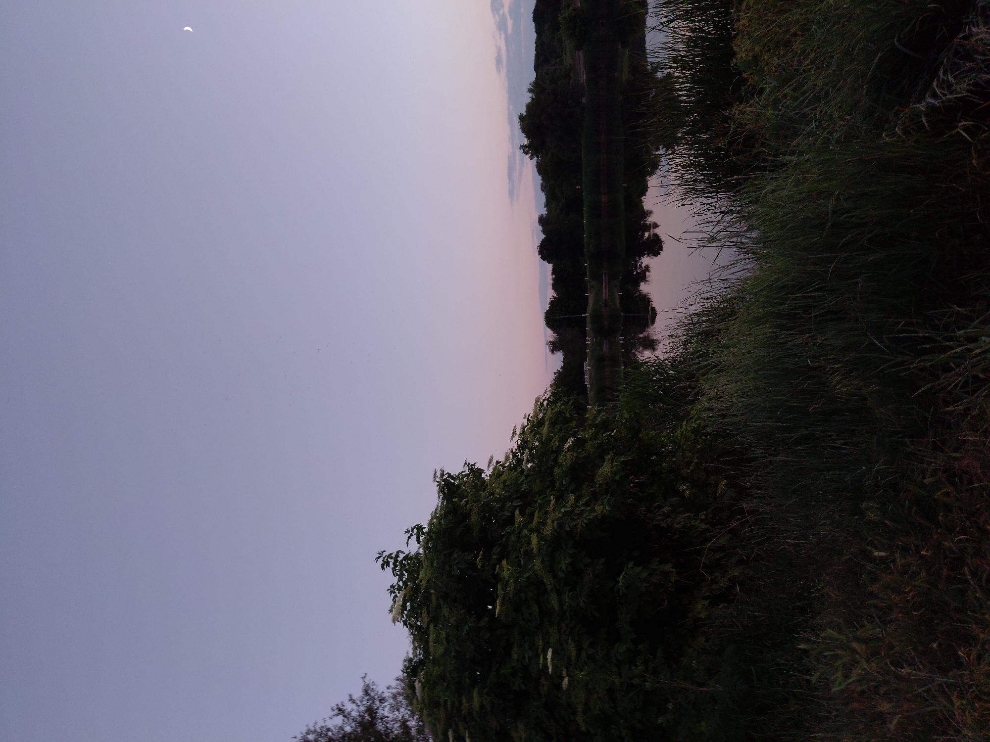 This is a photograph of a lake at dusk, likely taken in Ustyvytsia, Ukraine. The sky is a pale purple, with a sliver of the moon visible in the upper right corner. On the left side of the image is a large, dark green bush with white flowers. In the foreground, tall grass grows along the edge of the water. The lake is calm and reflects the trees and sky on the opposite bank. The trees on the far bank are silhouetted against the fading light. There are no people or animals visible in the image. The overall mood is peaceful and serene.