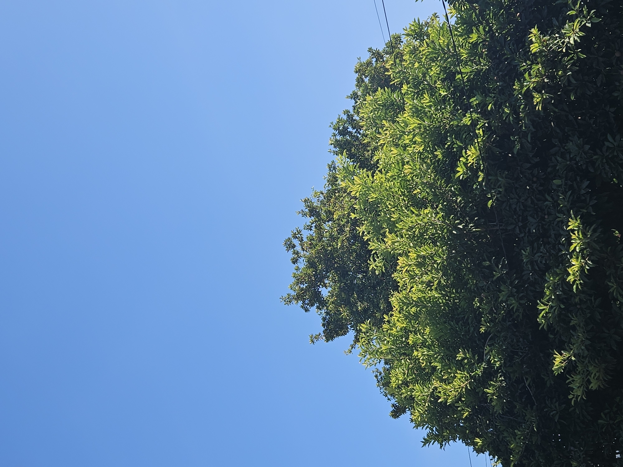 The image shows the top portion of a dense, leafy green tree against a clear blue sky. The leaves are vibrant and catch the sunlight, creating a dappled effect. Some branches and leaves are in sharp focus, while others are slightly blurred, suggesting depth. In the upper right portion of the image, two thin dark lines, possibly power lines, are visible against the sky, slightly breaking the natural scene. The sky is a uniform, bright blue, indicating a clear day. The location is the city of Semelo, Indonesia.