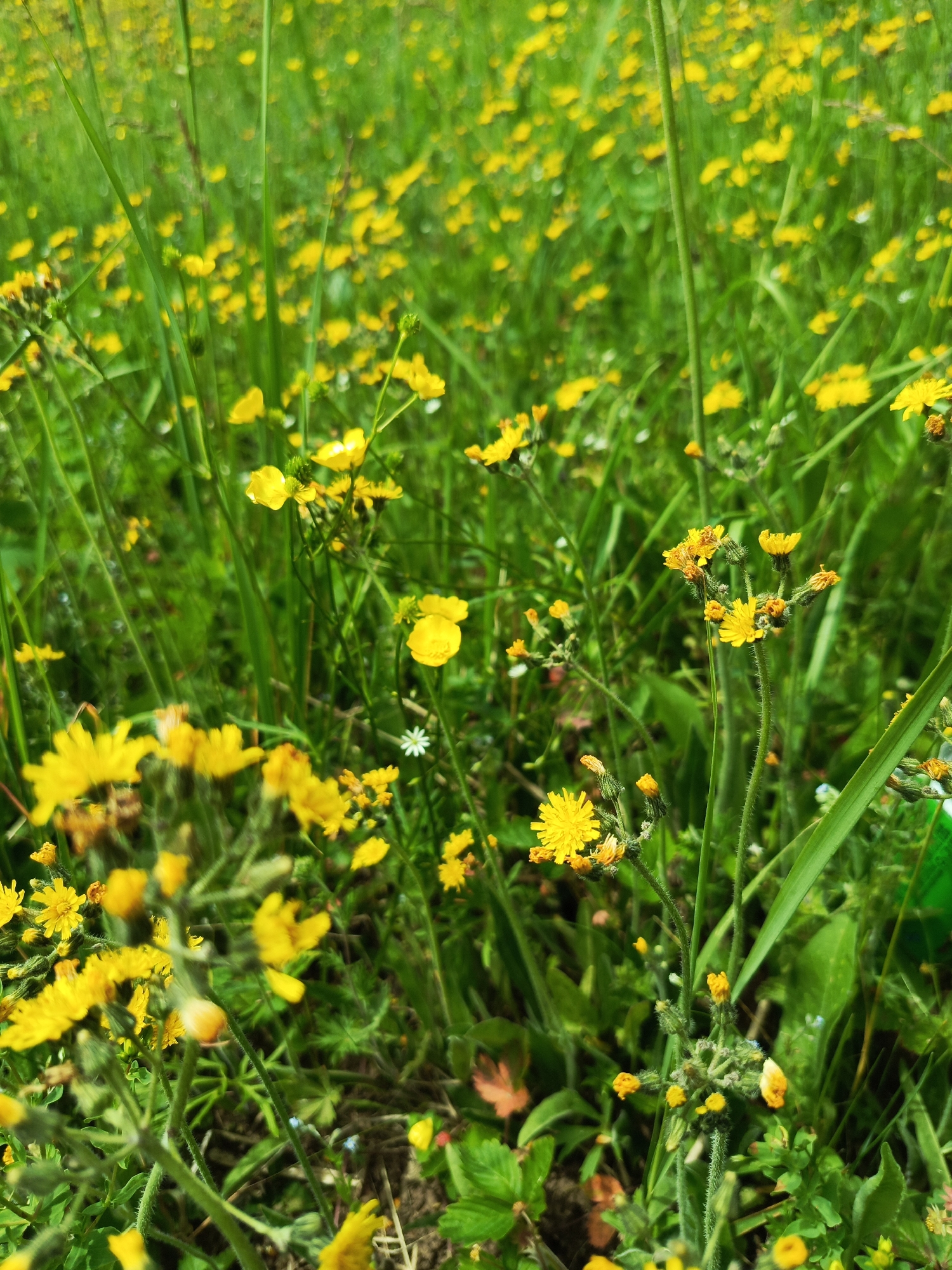 The image displays a close-up view of a dense field of small yellow wildflowers and green grass. The flowers are primarily in bloom, with some closed buds also visible. The lighting suggests it is daytime, likely under natural sunlight. The scene is an outdoor environment, possibly a meadow or a grassy area. There are no people, animals, or man-made objects in the frame. The image is taken from a low angle, looking into the field of flowers. The overall impression is one of a vibrant natural setting. The location in Chumna, Russia is noted, however, this is an external piece of information and cannot be visually confirmed from the image itself.