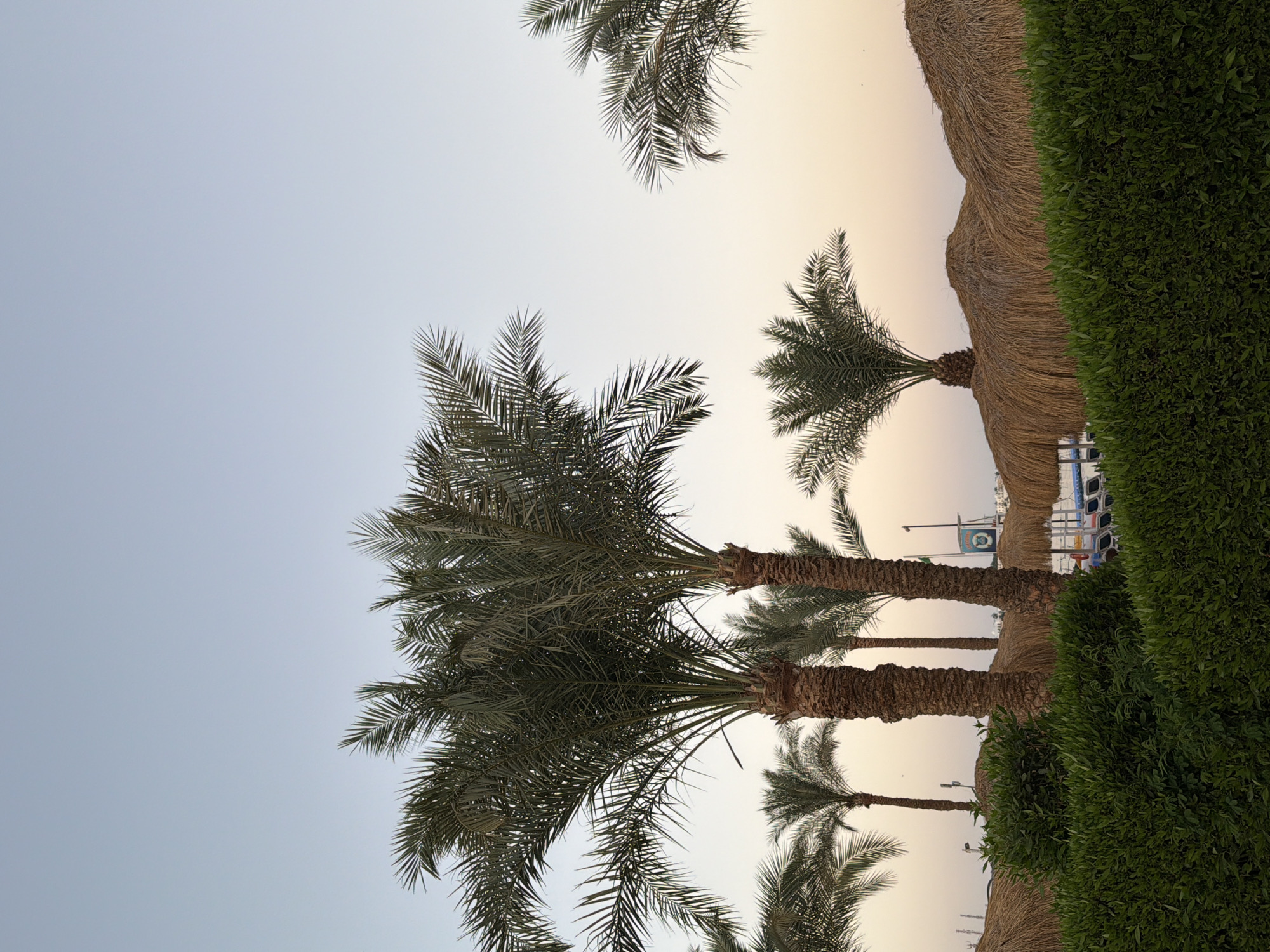 The image depicts a tropical resort scene, likely in Sharm El Sheikh, Egypt, with lush green hedges in the foreground. Behind the hedges, several thatched-roof cabanas are visible, suggesting a beachside or poolside relaxation area. Tall palm trees with full fronds are scattered throughout the scene, some reaching towards a clear, pale blue sky that transitions to a soft orange hue near the horizon, indicating either sunrise or sunset. In the background, there are glimpses of lounge chairs and what appears to be a lifeguard station or a small building with signage. The overall atmosphere is serene and evokes a sense of a tranquil vacation setting.