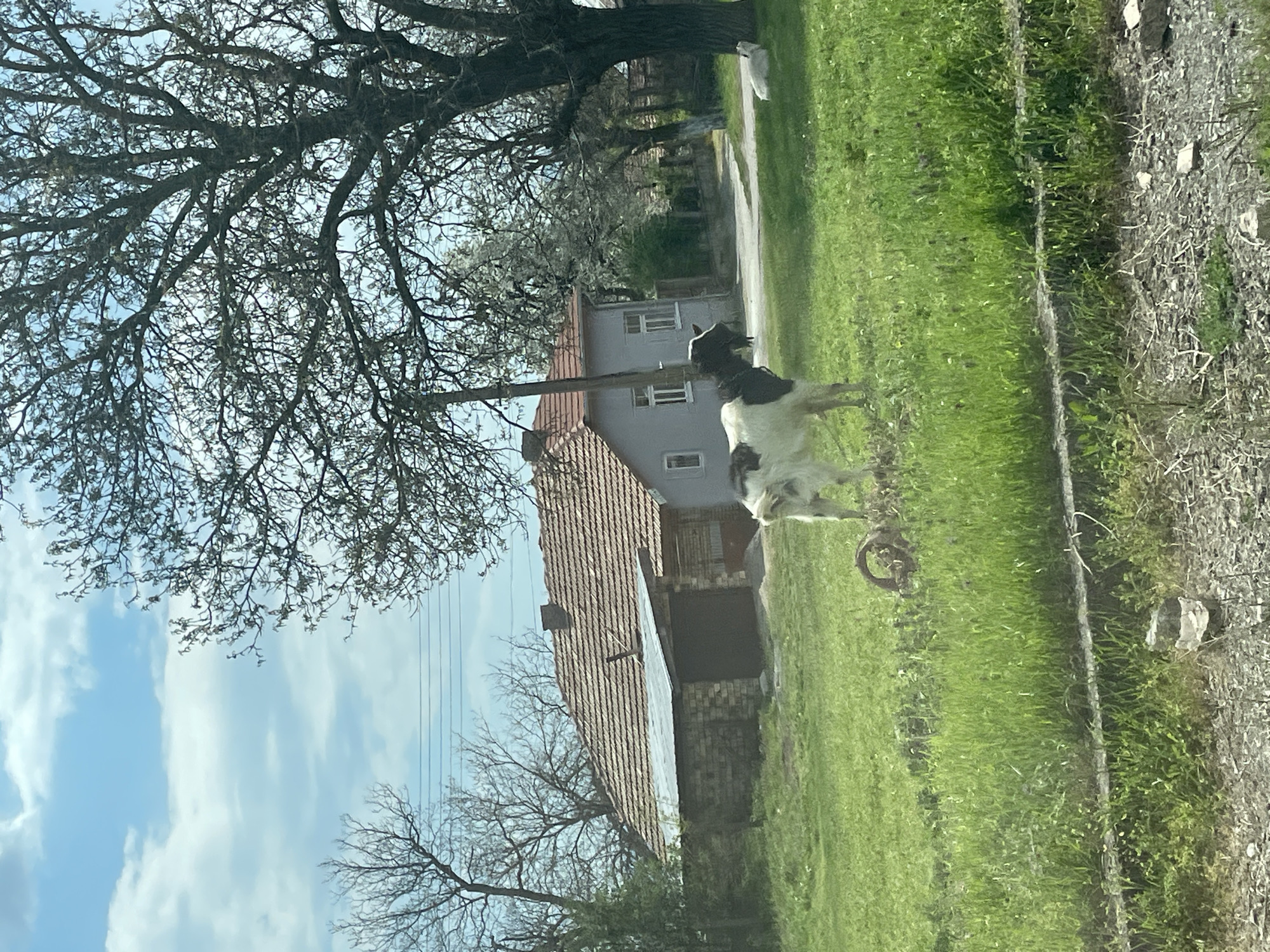 A rural or village scene, consistent with Buhovtsi, Bulgaria, shows a black and white goat standing in a vibrant green grassy field. The goat, wearing a dark collar or harness, is positioned in the midground, looking towards the left. Near the goat, on the grass, lies a circular, rusted metal object, possibly an old wheel rim.
The foreground and midground are dominated by lush green grass, which transitions into a drier, possibly gravelly or dirt area on the far right. In the background, two houses are visible: one is light gray with white windows and a dark roof, partially obscured by a tree, and the other features a prominent reddish-brown tiled roof and stone or brick walls.
Numerous deciduous trees, mostly bare or with very early buds, frame the scene. A large, gnarled tree dominates the upper left, its intricate branches silhouetted against the sky. Faint power lines stretch across the upper middle of the image.
The sky is bright blue with scattered white, puffy clouds, indicating daytime. The natural lighting is clear and highlights the green of the grass and the details of the houses and trees. The overall atmosphere suggests a peaceful, rural setting, likely in early spring given the condition of the trees and grass. There is no visible text in the image.
