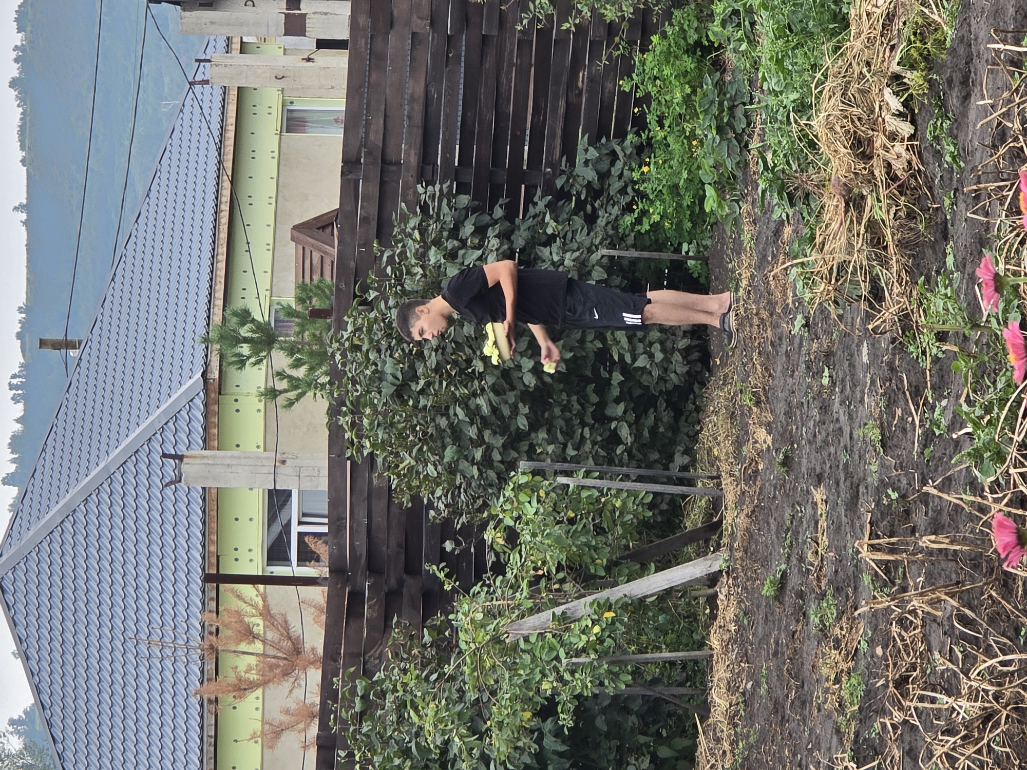 A young man in a black t-shirt and black shorts with white stripes is standing in a garden near a wooden fence. He is holding a light-colored bowl with what appears to be produce in his left hand and is reaching with his right hand to pick something. Behind him, a row of houses with dark gray metal roofs and light green siding is visible, with a distant hilly landscape. The foreground shows a muddy garden bed with dry vegetation and a few pink flowers. The overall scene appears to be a residential area in Ермолаевский Затон, Russia, likely during daylight hours under an overcast sky.
