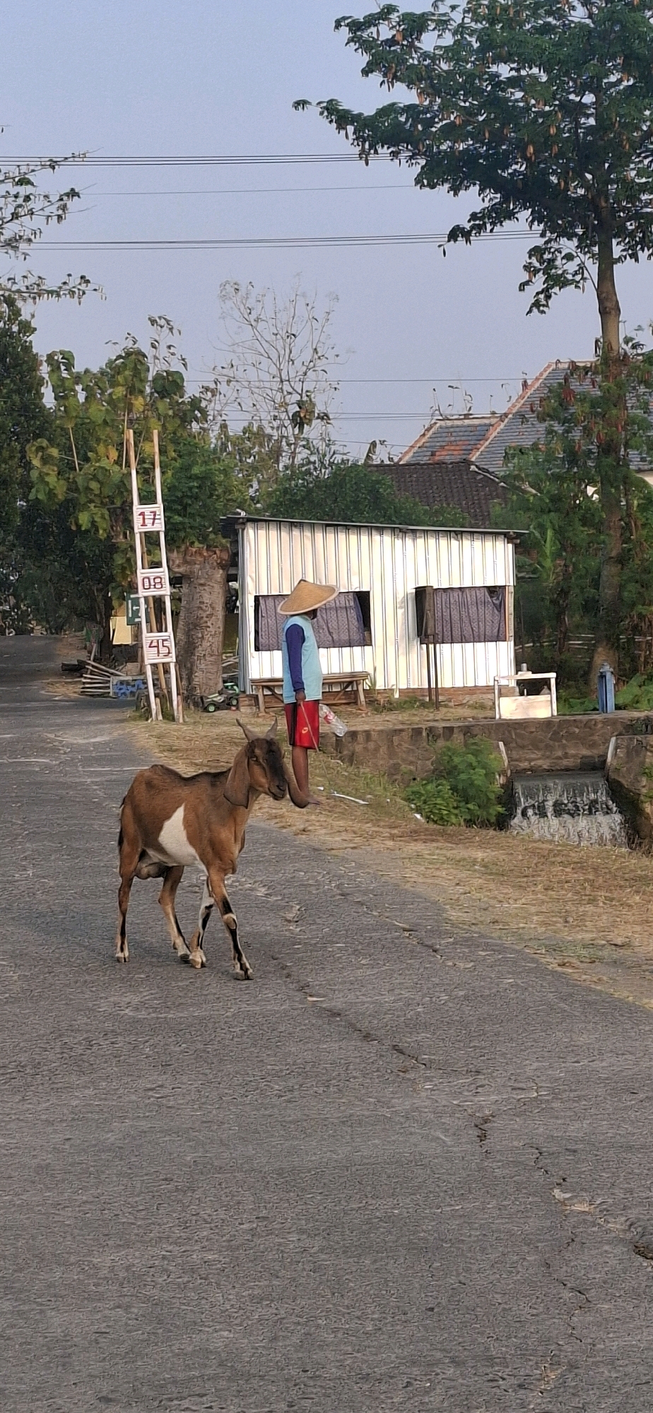 In the village of Desa Ngesrep, Indonesia, a brown goat with a white patch on its side walks on a paved road. The goat is leashed to a person wearing a conical straw hat, a light blue shirt, and red shorts, who stands on the right side of the road. Behind the person and goat, a small, corrugated metal building with two windows covered by dark curtains is visible. To the left of the building, a tall, wooden structure with rectangular panels displaying the numbers "17", "08", and "45" stands. Lush green trees and a few houses with tiled roofs are scattered throughout the background. The scene appears to be set in the early morning or late afternoon, with soft lighting and a clear sky.
