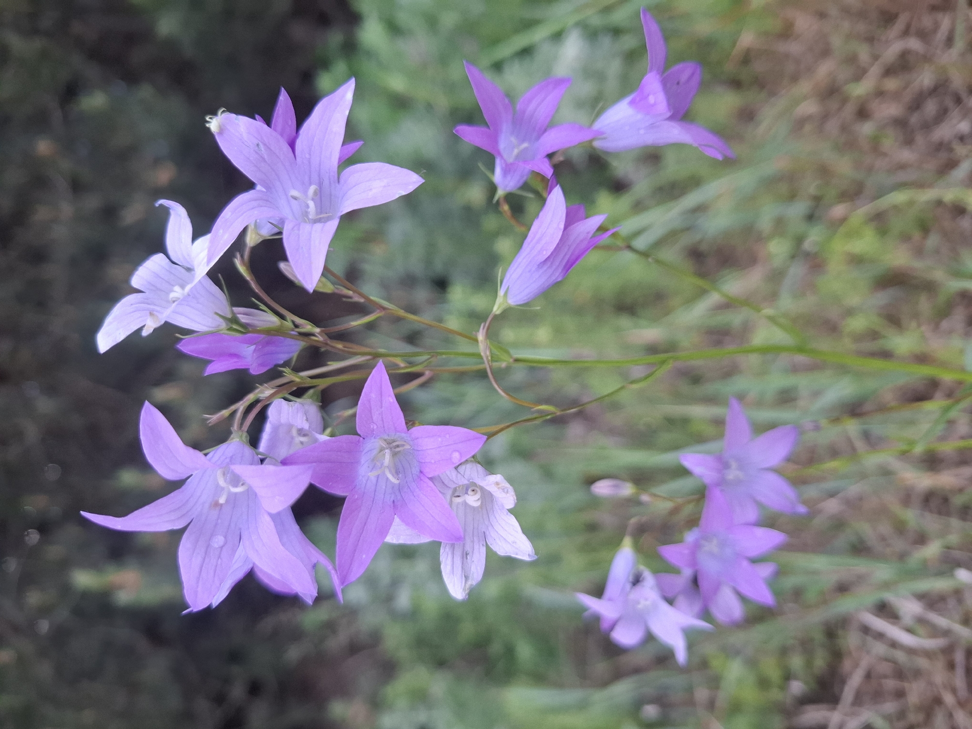 A cluster of bellflower-type blossoms in shades of lavender and light purple, seemingly photographed outdoors. The flowers are arranged on thin, green stems. Some blossoms are fully open, revealing star-shaped petals, while others are closed or partially open. The background appears to be a mix of greenery and perhaps some dry or dead vegetation, creating a natural setting. There's no indication of Дерезовка, Russia, or any identifying landmark within the frame.