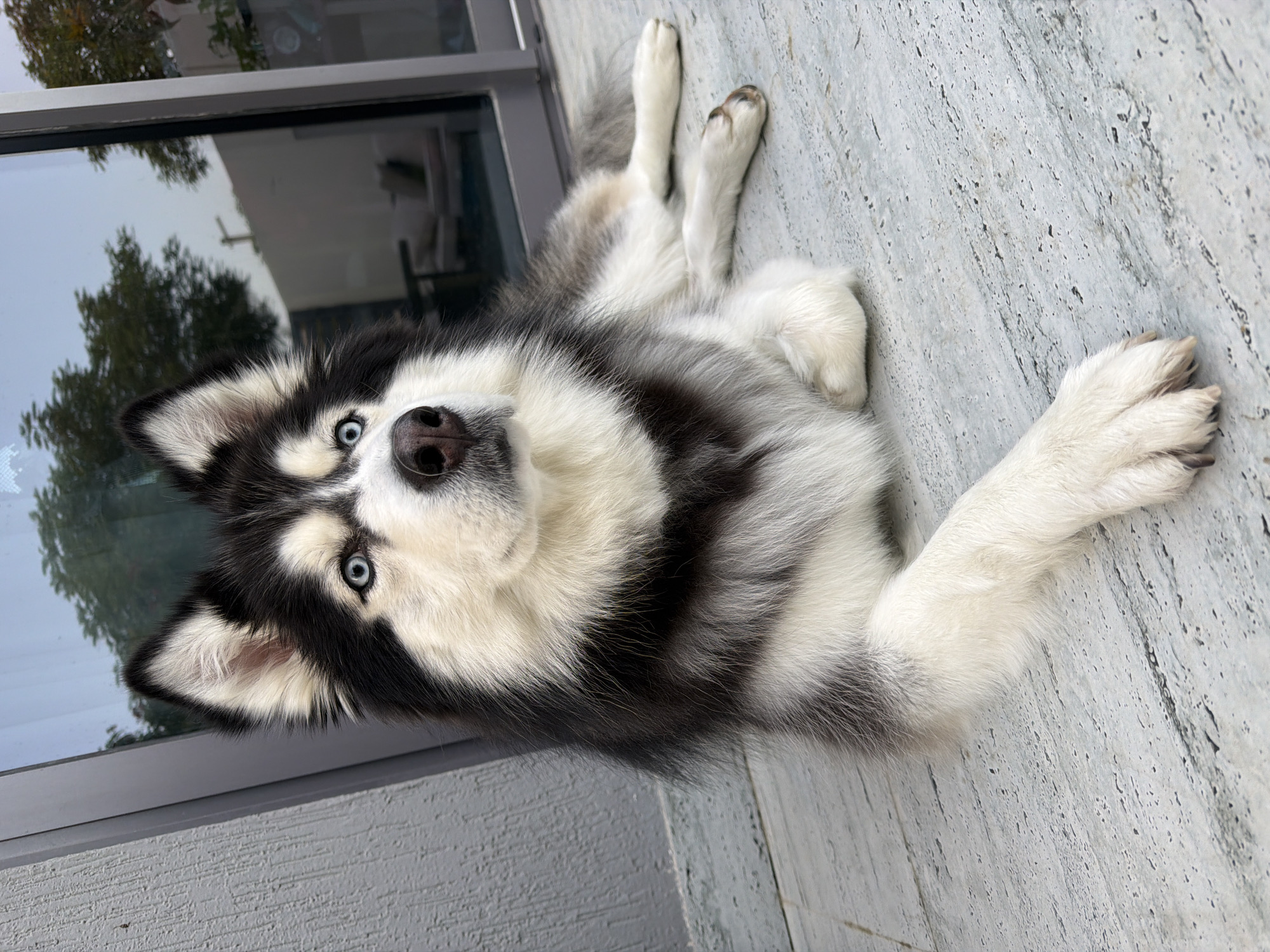 A medium-shot, eye-level, outdoor photograph shows a Siberian husky dog lying on a grey, textured floor with a muted grey wall on the left and a large glass window in the background. The dog is predominantly black and white with striking blue eyes and is facing slightly to the right, looking upwards. Its fur is thick and fluffy, with distinct black markings around its eyes and ears. The dog's front paws are crossed, and its body is relaxed. Through the glass window, trees and a building with outdoor furniture are visible, suggesting a residential or hospitality setting in an urban environment. The overall lighting is soft, indicating it is daytime.