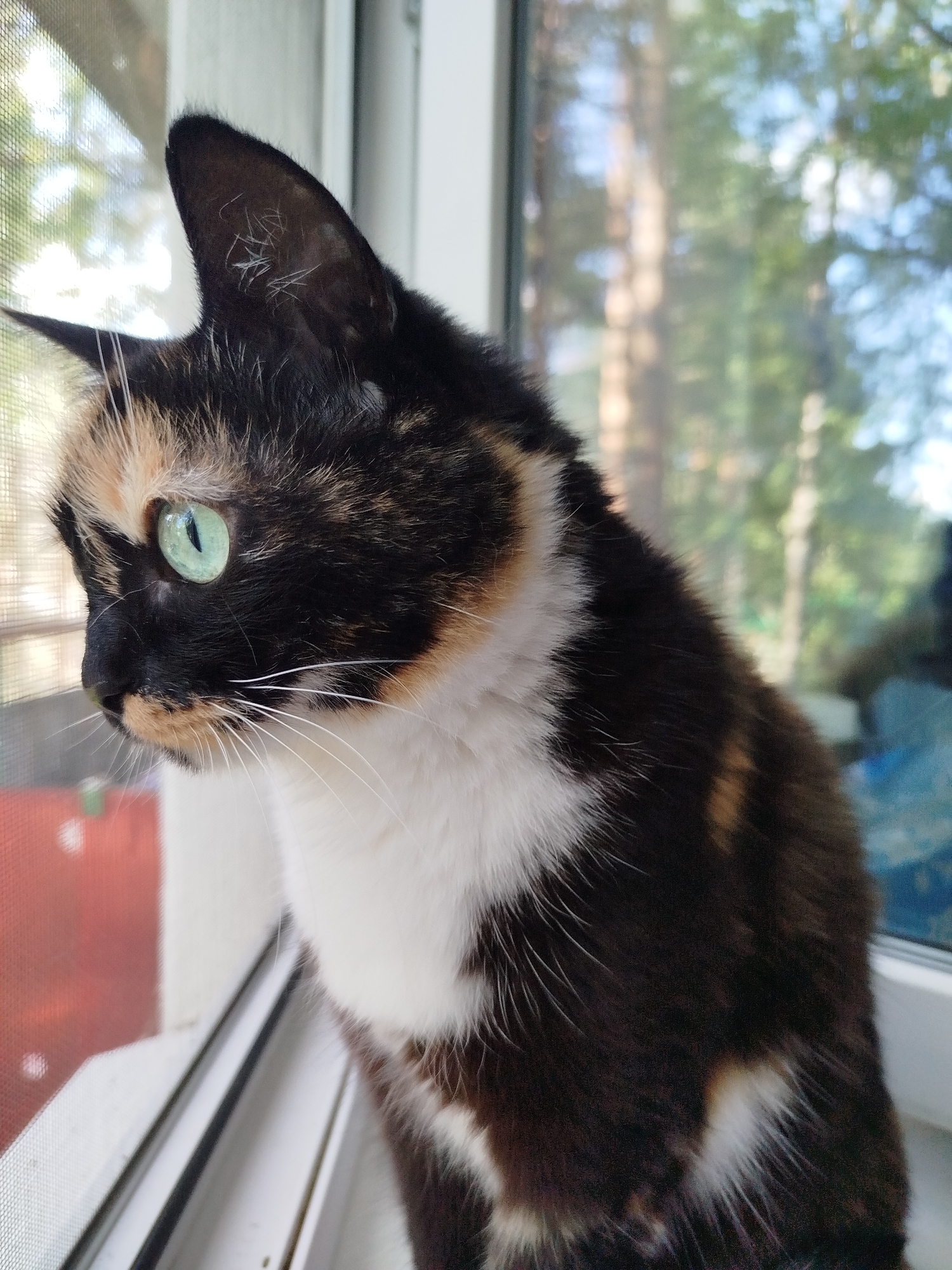 A tortoiseshell cat with green eyes is sitting on a window sill, looking to the left of the frame. The cat has a black coat with patches of white and orange. It has white whiskers and black ears with some white hairs inside. The window has a screen, and trees are visible outside.