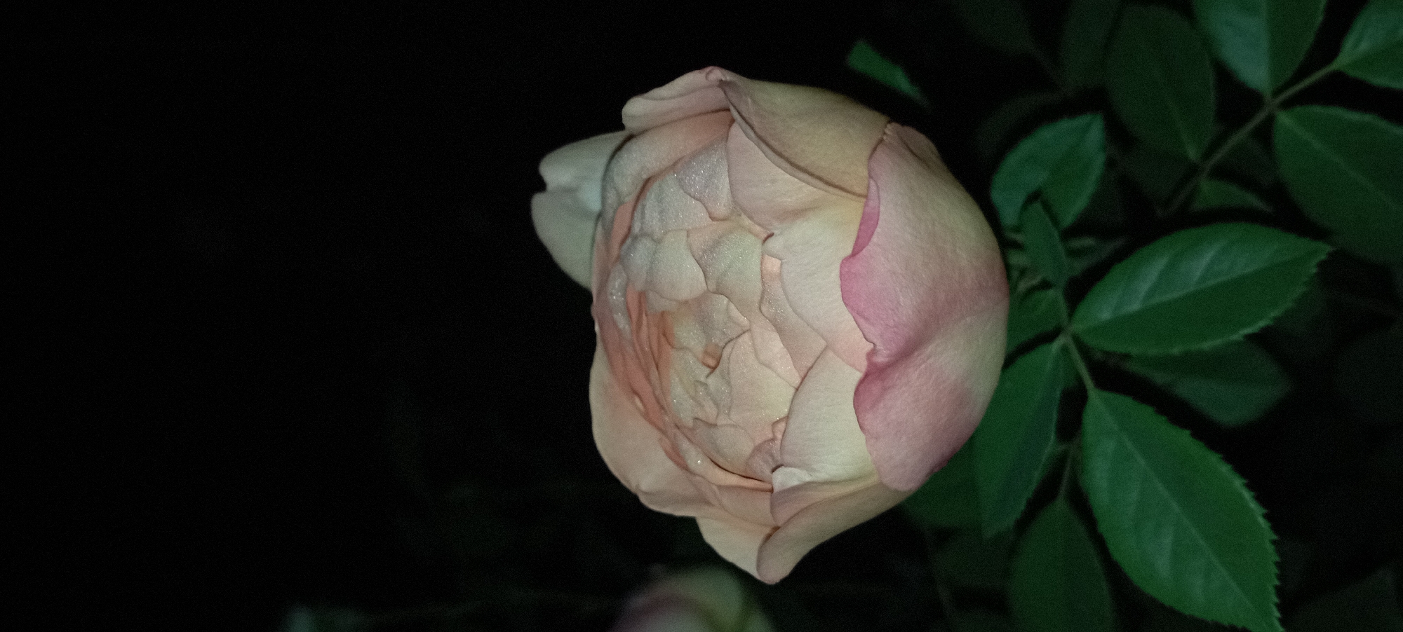 A single, closed pink and cream rose is captured in a close-up shot against a dark, blurred background. The rose is the primary subject, with its petals tightly furled, revealing delicate layers. Some of the petals have a slight shimmer, possibly due to dew or light. The lower petals are tinged with a soft pink hue, while the inner petals transition to a creamy white. Below the rose, dark green leaves are visible, some with serrated edges. The overall lighting suggests it is nighttime or a very dimly lit environment. The scene is devoid of any human presence or activity. There is no information within the image to suggest a location in Radisne, Ukraine.