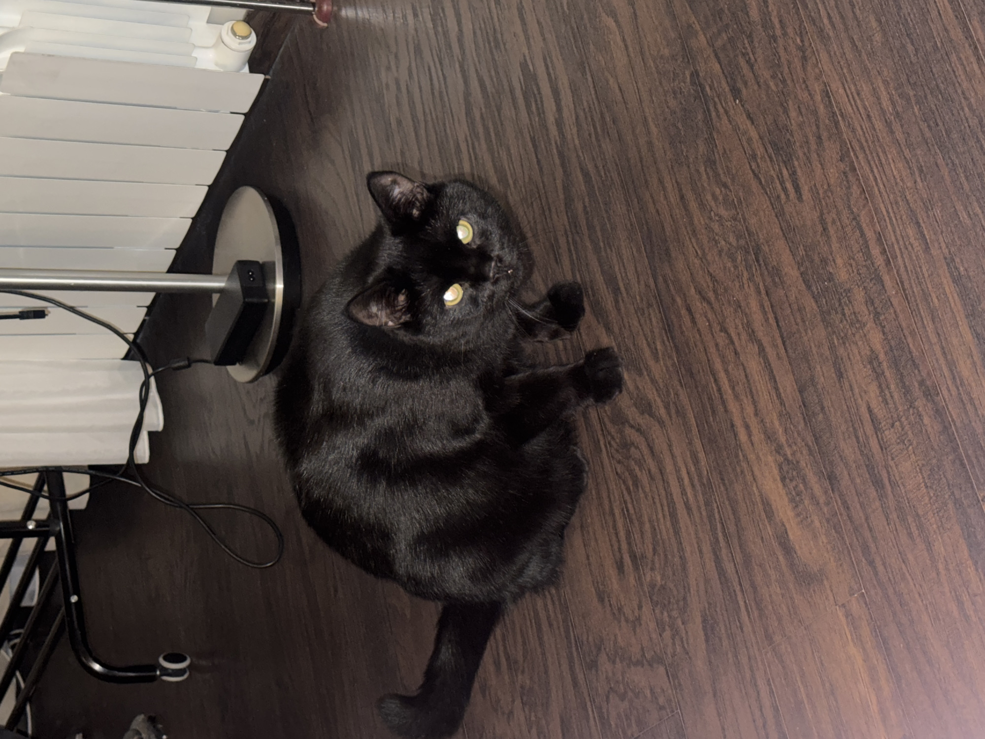 This top-down image features a sleek black cat positioned on a dark brown wooden floor, looking directly upwards at the camera. The cat has striking bright yellow-green eyes that strongly reflect light, suggesting the use of a flash or direct artificial illumination. It is captured in a relaxed, curled pose with its paws tucked underneath and its tail extending behind it.
The setting is an indoor space in Novosibirsk, Russia. The floor is made of dark brown wood or laminate, displaying visible grain patterns. In the background, to the left of the cat, a white accordion-style object, possibly a room divider, drying rack, or a set of blinds, is partially visible. Adjacent to the cat's head, a silver-colored lamp base with a black power cord is present, along with another coiled black electrical wire on the floor. A segment of a black metal furniture frame can be seen in the bottom left corner. The overall atmosphere is intimate, with the cat's direct gaze conveying a sense of curiosity or attentiveness towards the viewer. No visible text is present in the image.