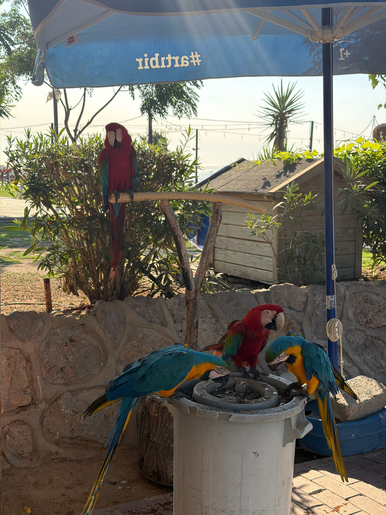 The image shows a group of macaws gathered around a white bin with food scraps. One red and green macaw is perched on a wooden branch in the background. In the foreground, two blue and gold macaws are pecking at the bin, and another red and green macaw is standing behind them. The scene appears to be an outdoor area, possibly a zoo or aviary, with a stone wall in the background and lush greenery. A blue umbrella is visible overhead, casting a shadow. The location is identified as Antalya, Turkey, suggesting a warm, possibly coastal environment. The overall impression is one of vibrant wildlife in a man-made enclosure.