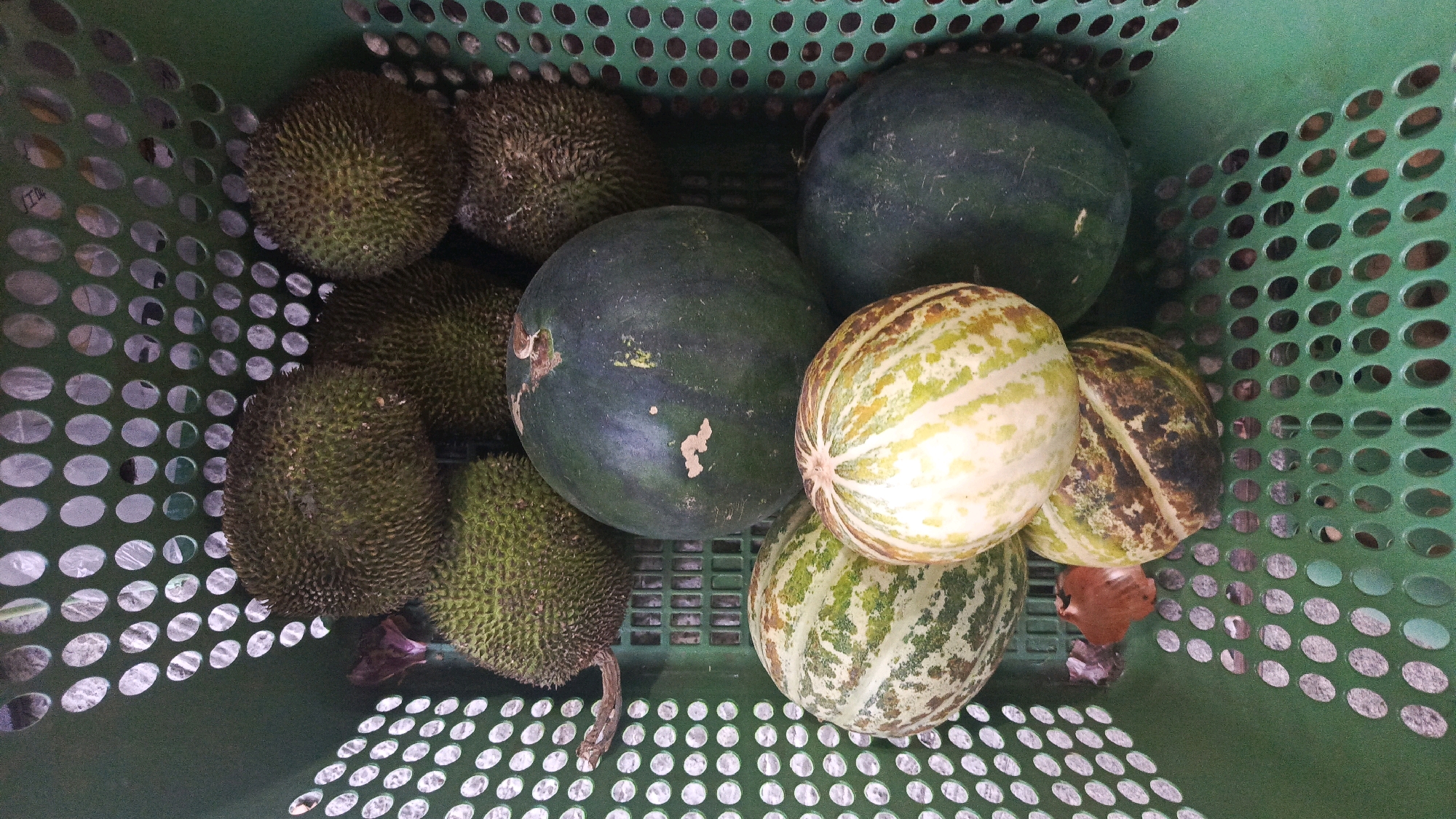 A high-angle shot shows a green plastic basket filled with various fruits, including durians, watermelons, and melons. The durians are spiky and green, while the watermelons are large and dark green. The melons have a striped pattern of green and yellow. The basket is placed on a patterned surface. This scene is located in Cekok, Indonesia.
