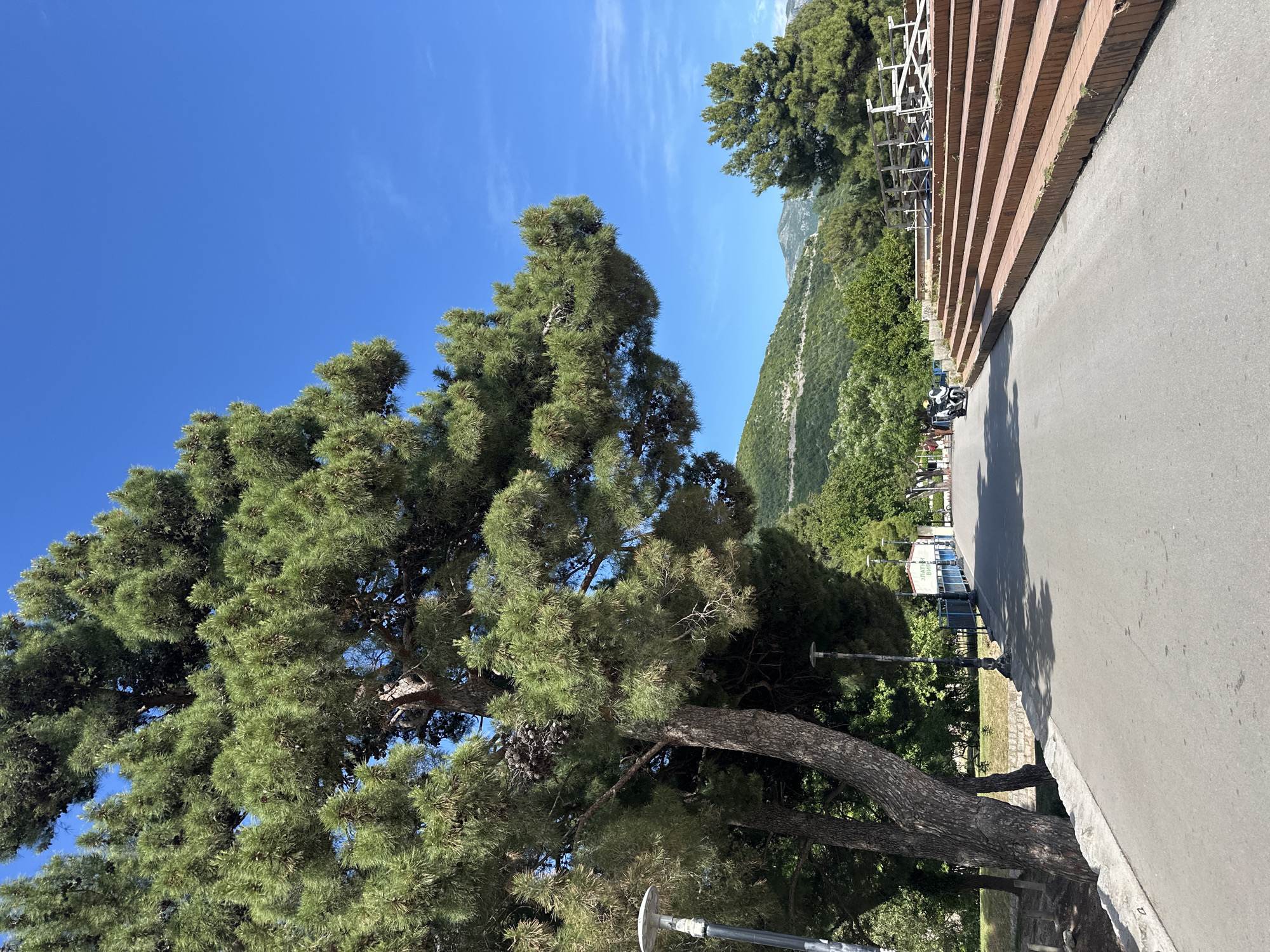 The image is taken outdoors during the day, likely in the city of Budva, Montenegro, evidenced by the landscape and architecture. The sky is a clear blue with some thin cirrus clouds visible. A large evergreen tree dominates the left of the frame, its branches heavily laden with green needles. To the right of the tree is a paved walkway or road, shadowed. Adjacent to the walkway is a structure with a series of horizontal brown planks or steps. Beyond that is a green, mountainous area with trees. Parked vehicles can be seen further in the background along the walkway. A mountain is seen in the distance. Streetlights line the roadside.