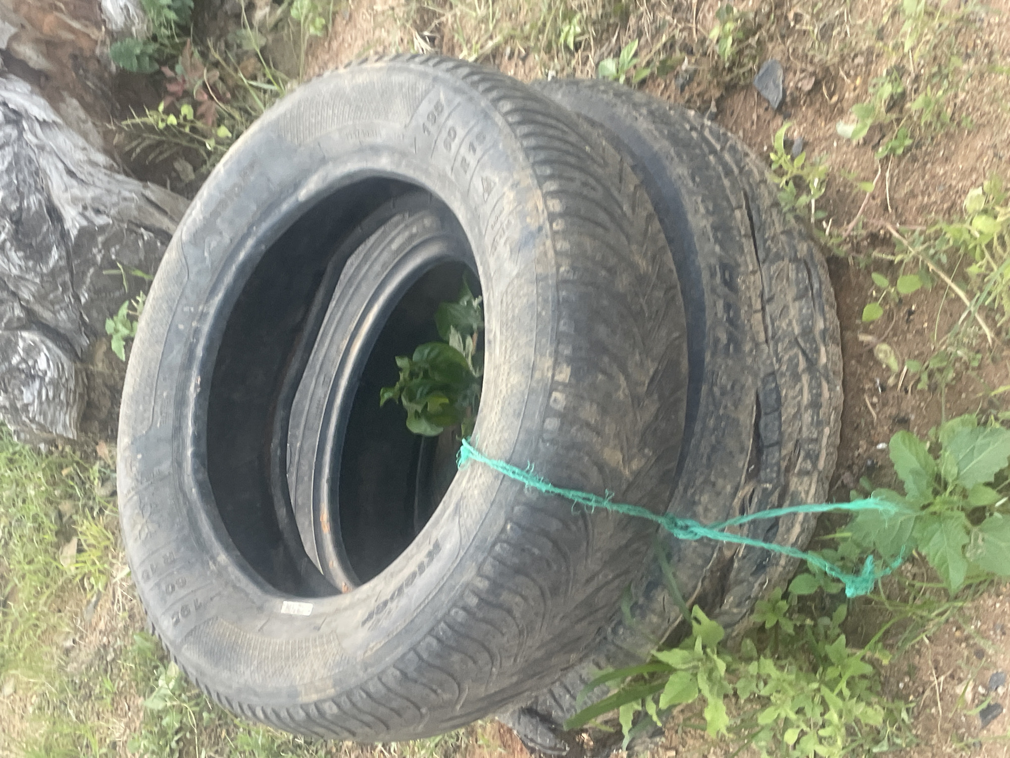 The image shows two stacked tires on the ground in what appears to be an outdoor setting. The tires are black and show signs of wear and tear. A small green plant is growing inside the top tire. A piece of turquoise twine is tied around the top tire and extends down to the ground. The ground is covered in dirt and patches of grass. In the background, there is a large, weathered piece of wood or tree trunk and more greenery. The overall impression is one of a rustic or neglected outdoor area, possibly in Rafin Par, Nigeria, given the context. There are no people or animals visible in the image. The lighting suggests it is daytime.