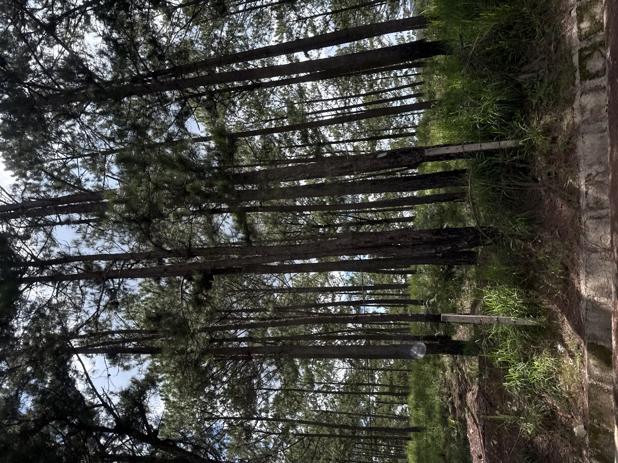 The image depicts a dense pine forest with tall, slender trees. The ground is covered in a mixture of pine needles, dry leaves, and green grass. A dirt path or road runs along the left side of the frame, and in the foreground, a low concrete structure is visible. A barbed wire fence with concrete posts runs through the grassy area, indicating a boundary or enclosure. The sky above is partly cloudy, with patches of blue visible through the canopy. The scene appears to be a natural landscape within Thôn 6, Vietnam, characterized by its abundant evergreen trees and slightly rugged terrain. No people are present in the image.