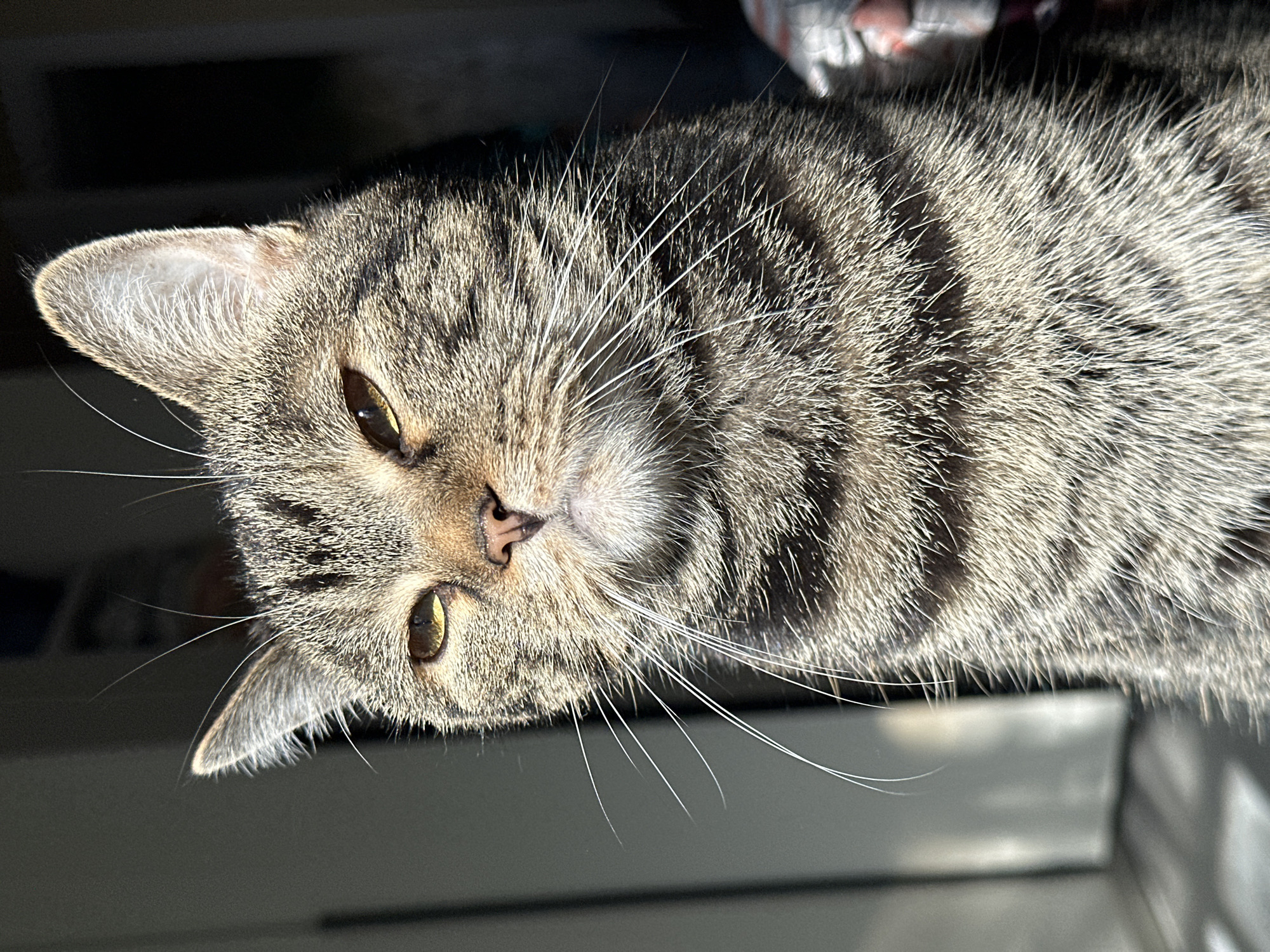 A close-up, top-down view captures the head and upper body of a domestic tabby cat. The cat, primarily grey and black with brown undertones in its striped fur, looks directly towards the viewer with a calm expression. Its eyes are a striking golden-brown, with pupils appearing as vertical slits, and its nose is a soft pink. A prominent set of long, white whiskers fans out from either side of its muzzle.
Strong, directional sunlight illuminates the cat from the side, creating sharp highlights on its fur and casting shadows, which emphasize the texture and detail of each strand of hair. The background is largely dark and out of focus, suggesting an indoor setting, possibly near a window, but offers no specific discernible objects. The lighting indicates it is daytime. The cat appears relaxed and observant. There is no visible text in the image. The location context provided is Stavropol, Russia.