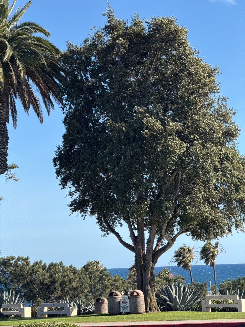 The image depicts a sunny outdoor scene in Newport Beach, California. A large, mature tree dominates the center of the frame, its thick foliage casting a shadow on the green lawn below. To the left, a tall palm tree leans slightly into the frame. In the background, the Pacific Ocean stretches to the horizon under a clear blue sky.
In the foreground, there are two concrete benches, two trash cans, and a sign. Low shrubs and agave plants are interspersed between the benches and trash cans. Palm trees are visible in the distance beyond the lawn.