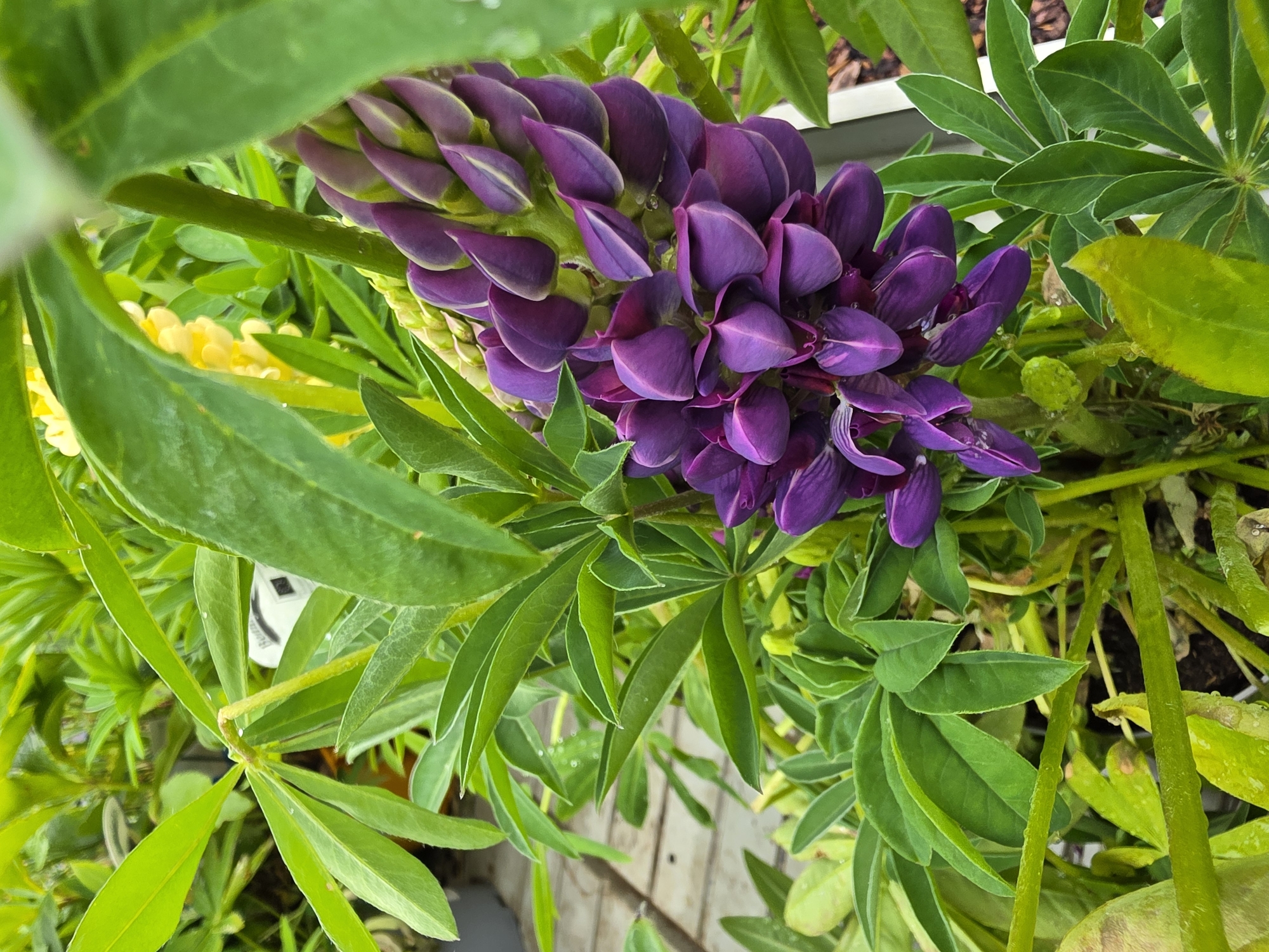 A close-up, angled shot shows a cluster of purple lupine flowers amidst a background of green foliage. Some yellow lupine flowers can also be seen. The scene takes place outdoors, possibly in a garden or natural environment, on what appears to be a wooden surface. The location is in Mlčechvosty, Czechia.