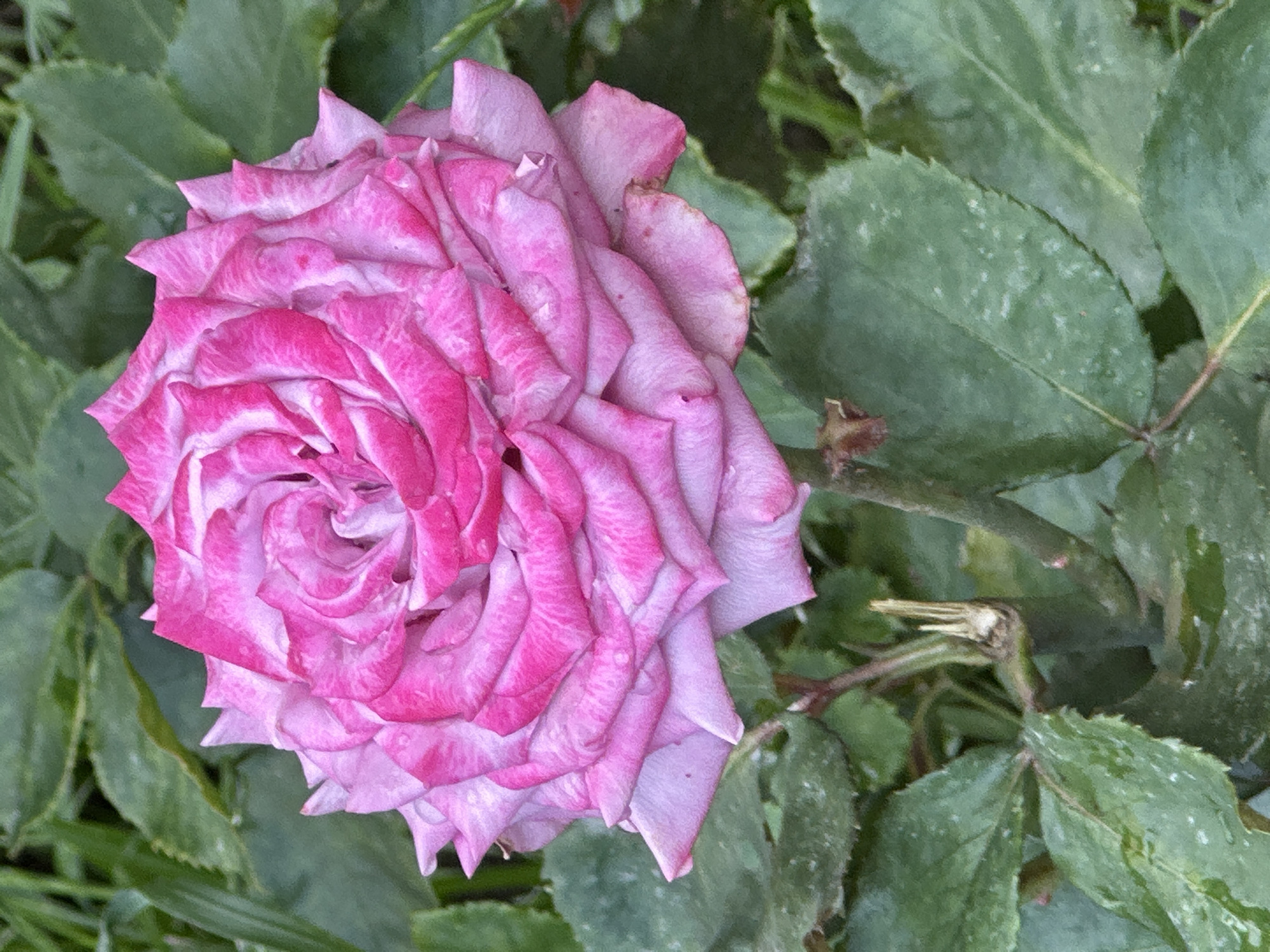 A close-up, eye-level shot features a vibrant pink rose in full bloom, its petals layered in a spiral pattern. The rose's coloration is variegated, with streaks of lighter pink and white. The background is a blur of green foliage, suggesting an outdoor garden setting. The image does not provide any information that would allow for localization to Podolsk, Russia, or any other specific location. There are no people, actions, or interactions visible in the image. The environment is a natural setting, with the focus entirely on the rose.