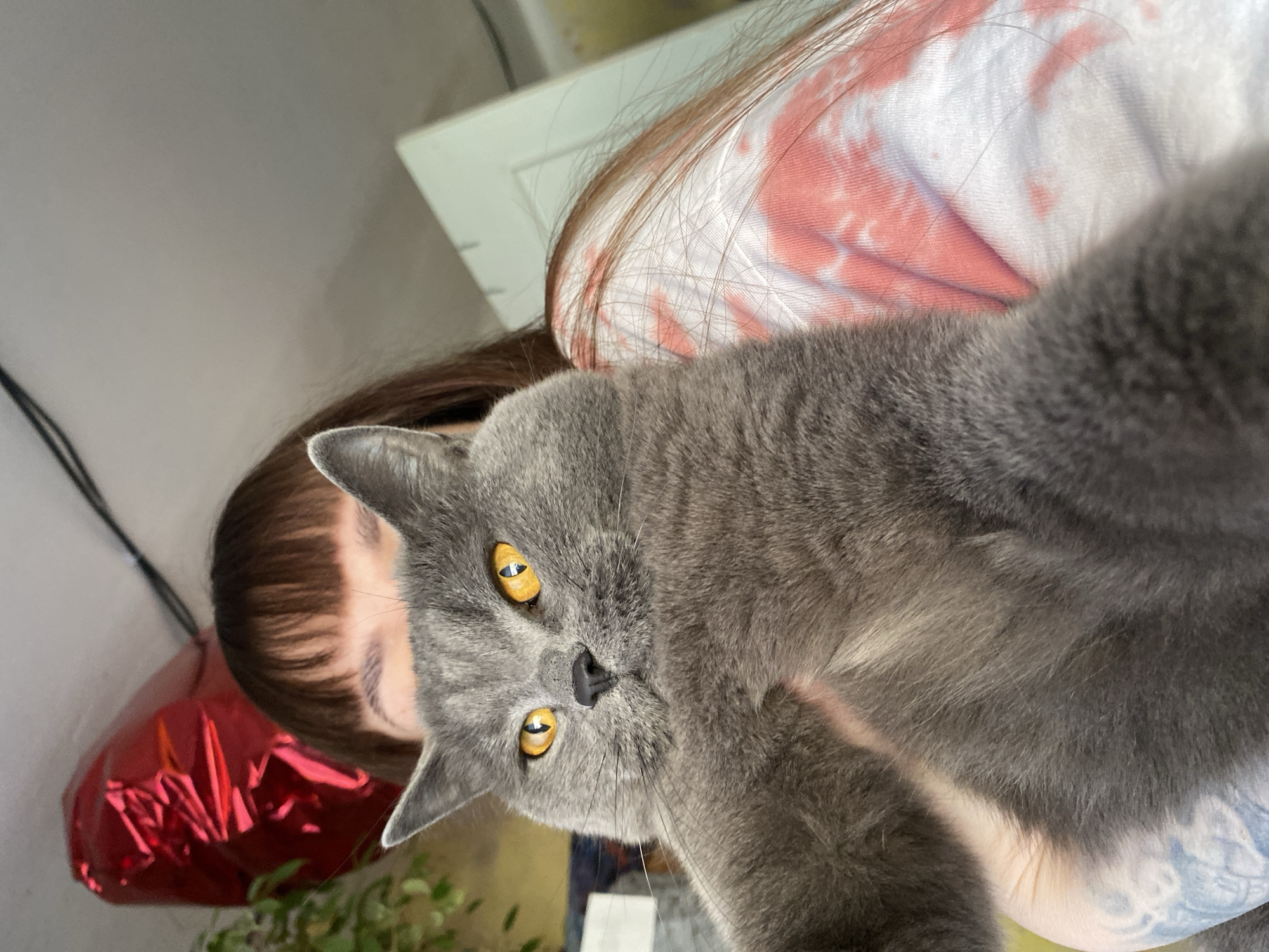 The image, captured with a tilted perspective, features a person and a grey British Shorthair cat in a close-up indoor shot. A person with long brown hair, wearing a white t-shirt with pink tie-dye patterns, is partially visible. Her head and upper torso are seen from above, suggesting she is lying down or reclining, with her hair spread out.
In the foreground, a domestic cat with dense grey fur, bright amber-yellow eyes, and a small black nose dominates the frame. The cat is looking directly at the camera with an attentive, neutral expression. Its body rests against the person's torso, indicating it is being held or is nestled close to the person.
The background is softly lit and includes a partially visible red metallic balloon and some green plant foliage on the left. On the right, a white piece of furniture or structure is faintly visible. Dark cables can be seen in the upper left background. The setting appears to be a cozy indoor environment, likely a home, during the daytime. No visible text is present. The context provided for the location is Votkinsk, Russia, though no specific visual cues within the image confirm this.