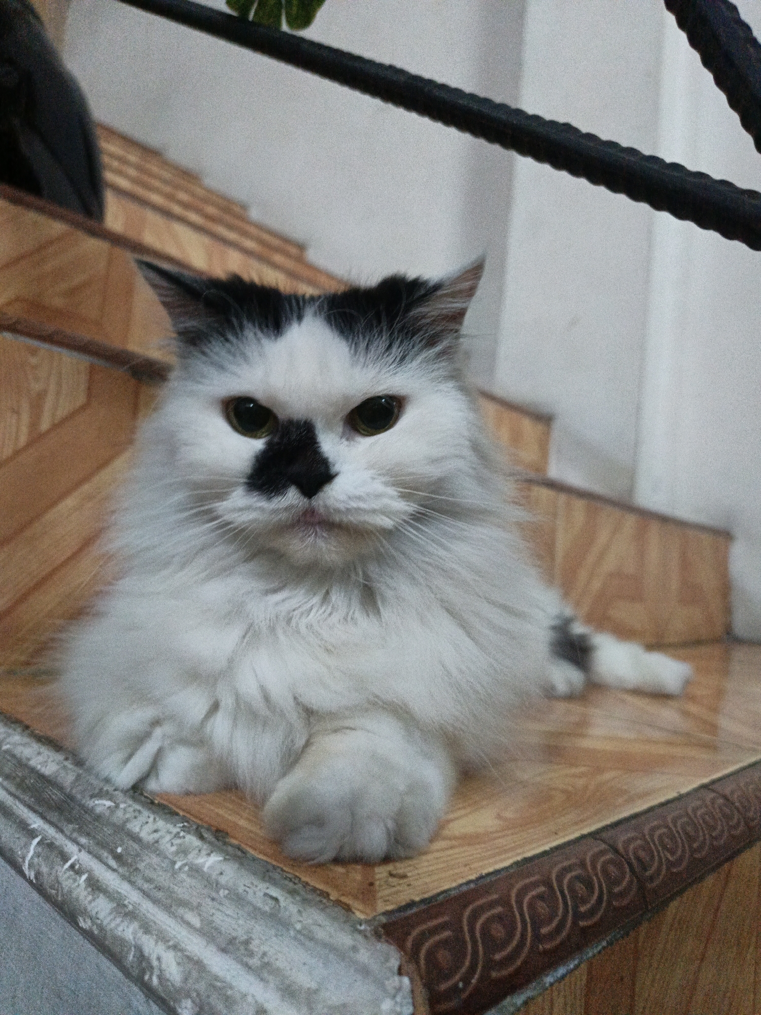 A fluffy, long-haired, black and white cat is lying on a wooden staircase. The cat has green eyes and a distinctive black marking on its nose and forehead. The staircase is made of light-colored wood with a decorative patterned edge. The background is out of focus, showing a white wall and a black railing. The image appears to have been taken indoors. No specific location in Karangpakel, Indonesia, can be determined from the image.