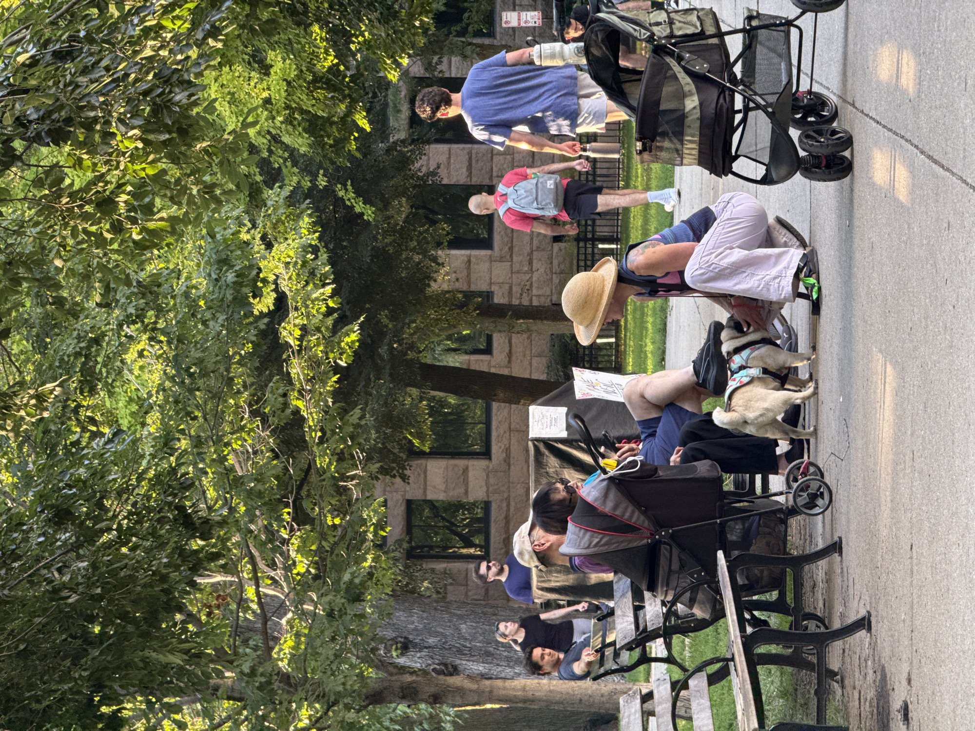 In Chicago, United States of America, a group of people are gathered in a park on a sunny day. In the foreground, a woman wearing a straw hat and light-colored pants is squatting down to pet a pug. Beside her is a dog stroller. Behind them, several people are sitting on park benches, some with a pug. Further in the background, a man in a blue t-shirt is walking with a large water bottle, and another man in a pink shirt and black shorts is walking away from the camera. The park setting features mature trees with lush green foliage and a stone building in the background.