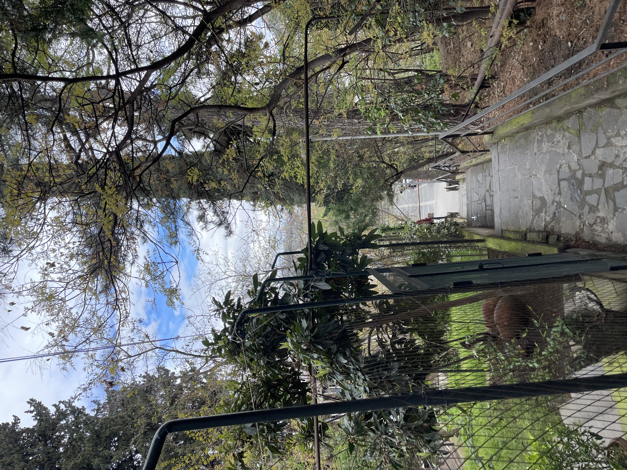 This is an outdoor scene depicting a pathway descending a set of stone steps. The location is identifiable as Tbilisi, Georgia based on the architectural style of the stone work and the presence of characteristic foliage and tree types, especially the variety of evergreens and deciduous trees typical of the Caucasus region.
The pathway is enclosed by metal railings on both sides, and a wire mesh fence runs parallel to the pathway on at least one side. Vegetation is abundant, with trees overhanging the pathway and bushes growing alongside the fence. The sky is visible through the branches of the trees, and it appears to be partly cloudy. A figure can be seen at the bottom of the steps near what appears to be a street. The light in the image suggests it is daytime.
