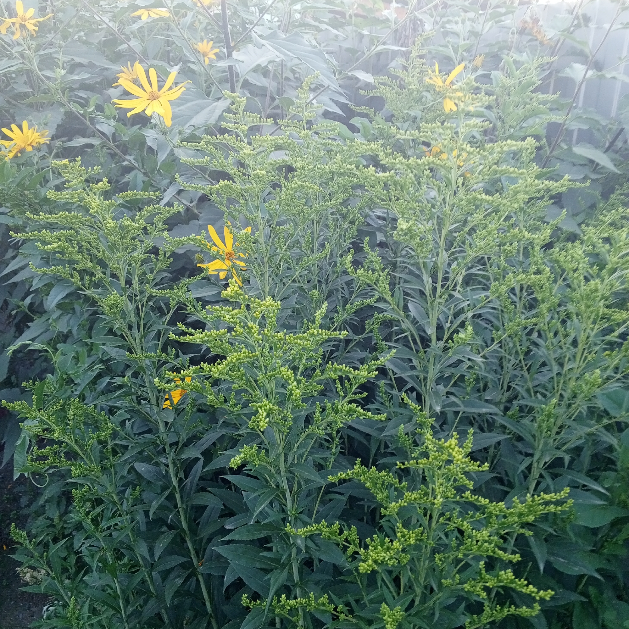 The image shows a close-up view of a garden with several plants, primarily focusing on green foliage and some yellow flowers. The foreground is dominated by tall, bushy green plants with many small, unopened buds clustered along their branches, creating a textured appearance. Behind these, larger, dark green leaves form a dense backdrop. Scattered among the greenery are bright yellow flowers with distinct petal arrangements, resembling sunflowers or daisies. The lighting suggests an overcast or misty day, with a soft, diffused light that reduces contrast and creates a slightly hazy atmosphere, particularly towards the upper part of the image. The overall impression is of a lush, naturalistic planting. There are no people, animals, or discernible man-made structures, except possibly a hint of a fence in the upper right background which is obscured by the mist. The location is Sayanogorsk, Russia.