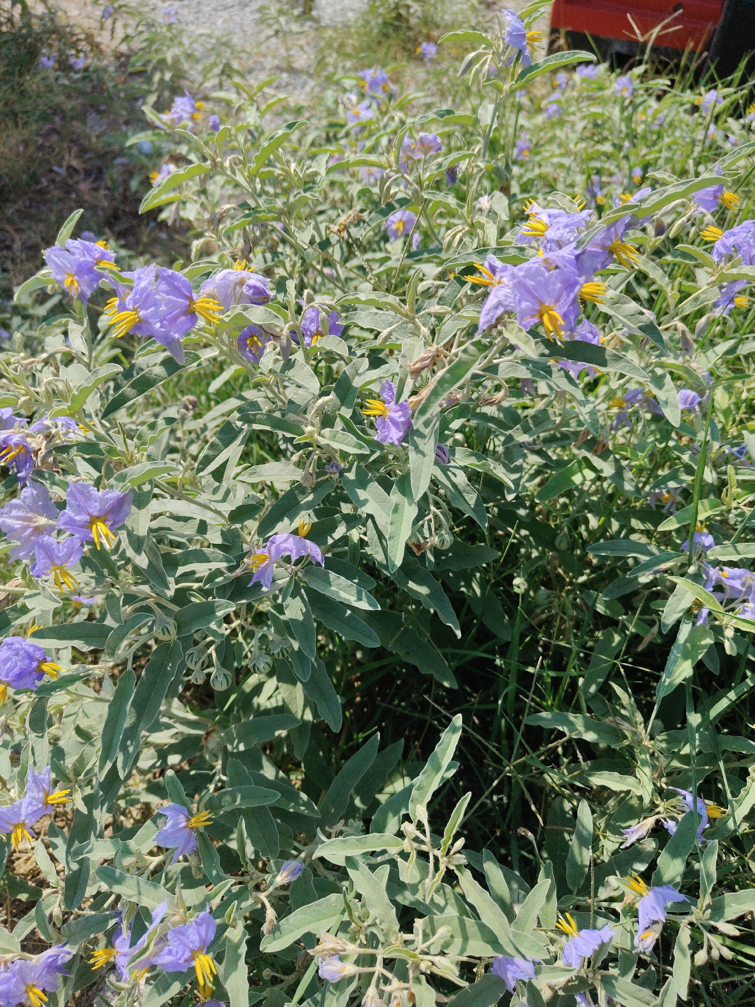 A dense cluster of small, purple, star-shaped flowers with bright yellow centers is in full bloom. The flowers are on a shrub with gray-green, elongated leaves. The background shows a gravelly area and some green grass. The scene is outdoors and appears to be in a natural or semi-wild setting. The image is taken from a slightly elevated angle, looking down onto the flowering shrub.