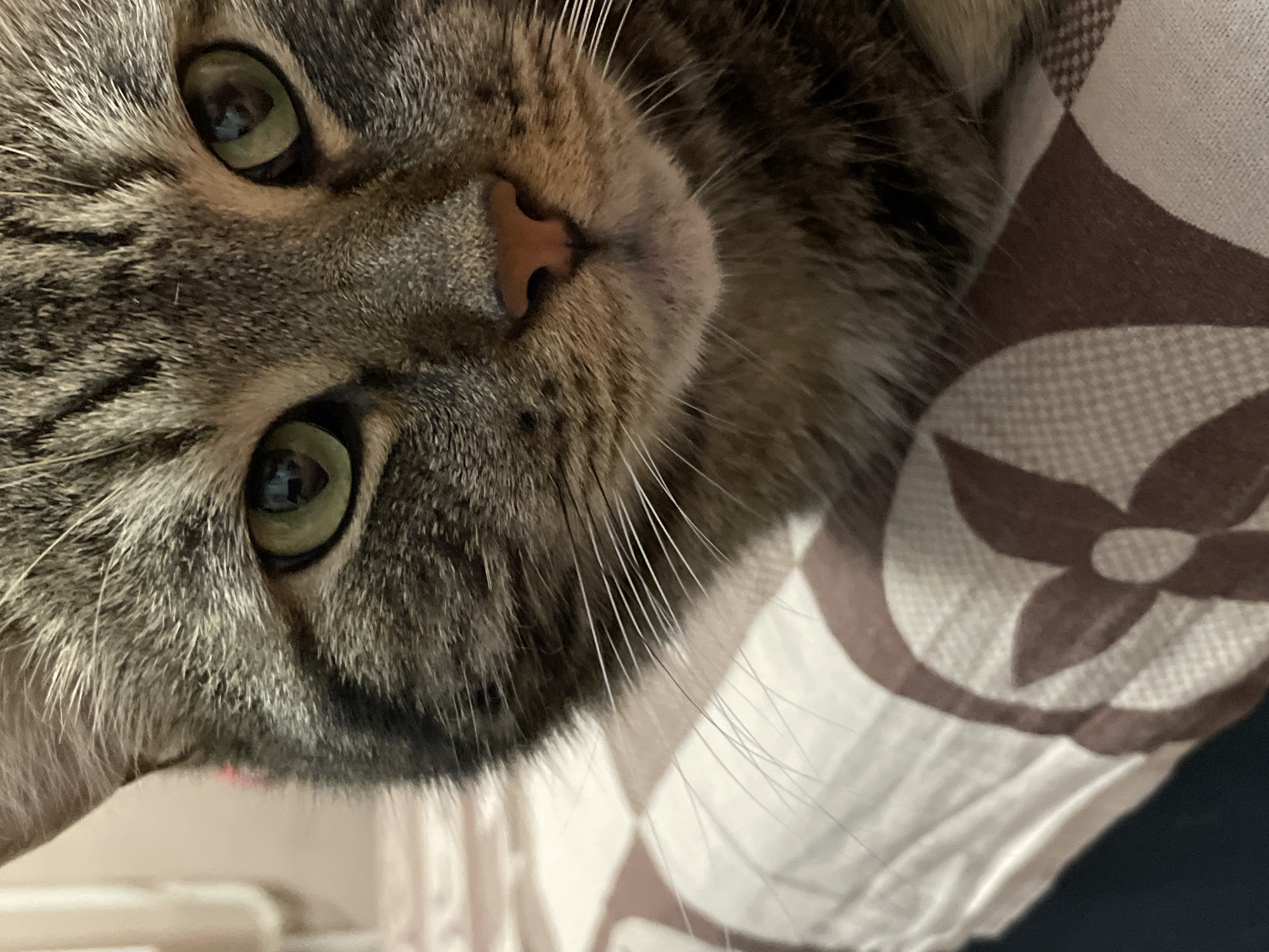 A close-up, chest-level shot shows the face of a tabby cat looking directly at the camera. The cat has green eyes and a pink nose. The cat is lying on a bed with a patterned duvet cover featuring brown and white concentric circles. The background is out of focus and appears to be an indoor setting. There is no specific indication of the city of Cherkasy, Ukraine.