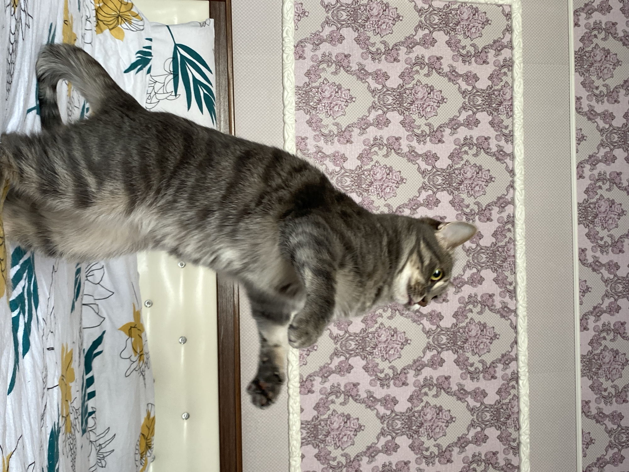 A medium shot shows a gray tabby cat leaping horizontally against a patterned wallpaper background, next to a headboard with a floral pattern. The cat's body is angled, with its head oriented towards the right and its tail pointing left. The wallpaper is light purple with a floral design. The photo was taken in Markovskii, Russia.