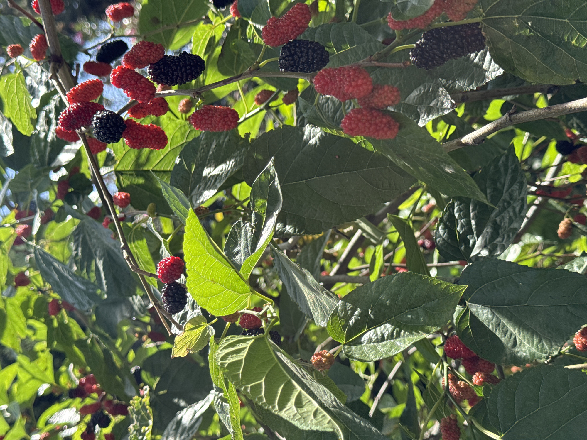 The image shows a close-up view of a tree with numerous mulberries, both red and black, interspersed among green leaves. The lighting is bright, suggesting daytime. Based on the presence of mulberries, it is possible this photo was taken in Konyaaltı, Turkey, as this area is known for its mulberry trees. However, this cannot be definitively stated based solely on the image. There are no people visible. The central subjects are the berries and leaves of the tree. The interaction is between the sunlight and the leaves, creating shadows and highlights.