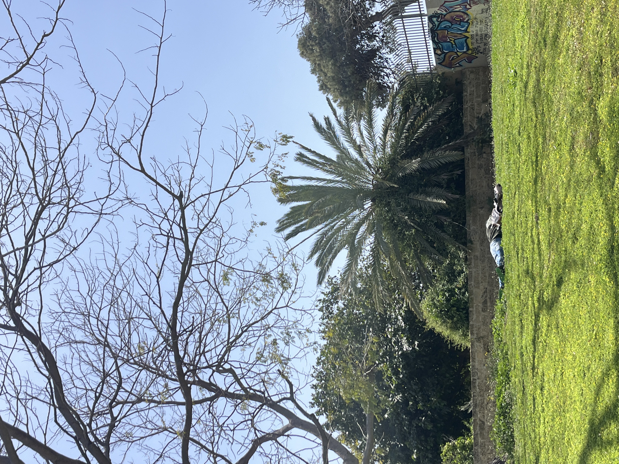 The image shows a park scene, likely in Tel-Aviv, Israel. A bare tree stands on the left against a clear blue sky. A palm tree and other lush greenery fill the center. To the right, a wall with graffiti supports a fence, behind which is green grass. An individual is partially visible on the wall, seemingly obscured by the vegetation.