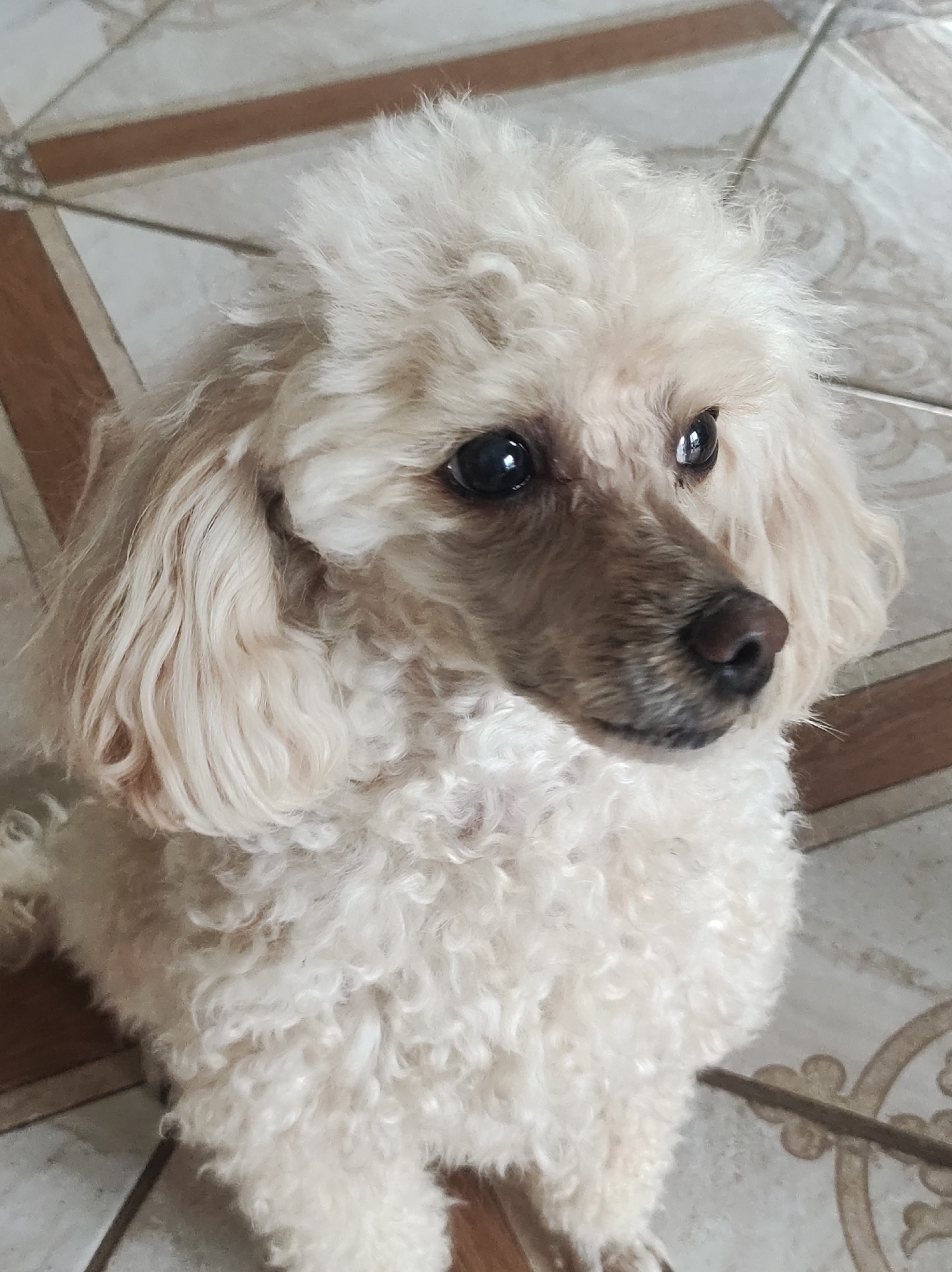 A cream-colored poodle sits on a tiled floor. The floor has a geometric pattern of tan and brown tiles. The poodle is looking slightly to the right. It has dark eyes, a brown nose, and curly fur. The location is unknown.
