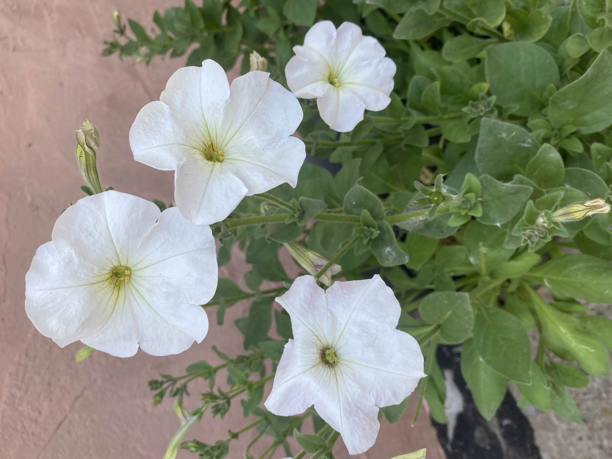 A close-up, vertical, eye-level outdoor shot showcases a cluster of white petunia flowers against a muted pink wall in Chaikovsky, Russia. The blossoms, some fully open and others still budding, feature delicate veining and a faint yellow center. Lush green foliage surrounds the flowers, with some buds visible among the leaves. The wall's textured surface suggests it's a building exterior, and the ground below appears to be concrete and possibly a darker paving stone, indicating an urban or garden setting. The lighting is natural and even, suggesting an overcast day or shade.
