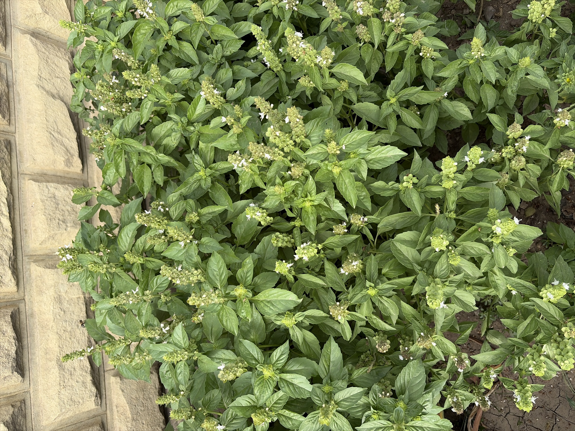 In Oxentea, Moldova, a dense patch of green basil plants with small white flowers is growing against a beige stone wall. The basil plants are bushy and well-established, with many stalks topped with developing flower spikes. The stone wall, composed of large, rectangular blocks, forms the background of the scene. The ground beneath the plants appears to be dry soil. There are no people visible in the image.