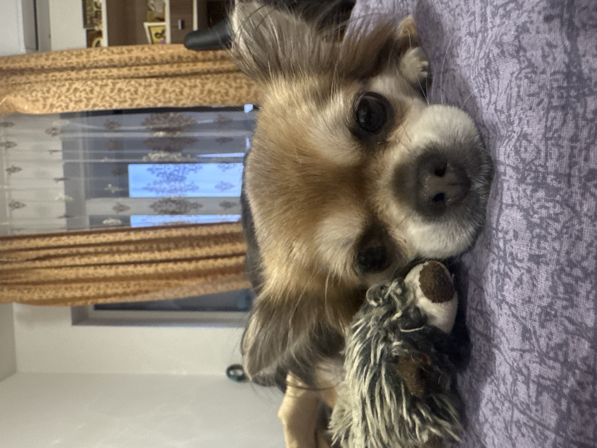 This image presents an indoor scene within a residential dwelling in Saint Petersburg, Russia. The central subject is a small, long-haired Chihuahua dog, exhibiting a coat of tan, light brown, and dark brown/black fur, resting prone on a purple-patterned blanket or bedspread. The dog's dark, prominent eyes are fixed directly on the observer, with its black nose and lighter-colored muzzle in the immediate foreground. To the left of the dog's head, a plush toy, resembling a furry animal with a dark snout, is partially visible.
The background features a window assembly with drawn curtains. On the right, opaque, light brown curtains with an intricate pattern are visible. Behind these, a sheer, lighter curtain adorned with a darker, ornate floral-like pattern covers the window, allowing a bright blue light or sky to be seen through it. Above the window, a white air conditioning unit is mounted. To the far right of the frame, a shelving unit displays several items, including multiple framed objects identified as Orthodox Christian icons, which culturally supports the specified Russian location. A dark, undefined furniture component is partially visible in the bottom right corner. The left background consists of an unadorned, light-colored wall. The scene is evenly lit by ambient light originating from the window, and the photograph is taken from a low-angle perspective, aligning with the dog's eye level.