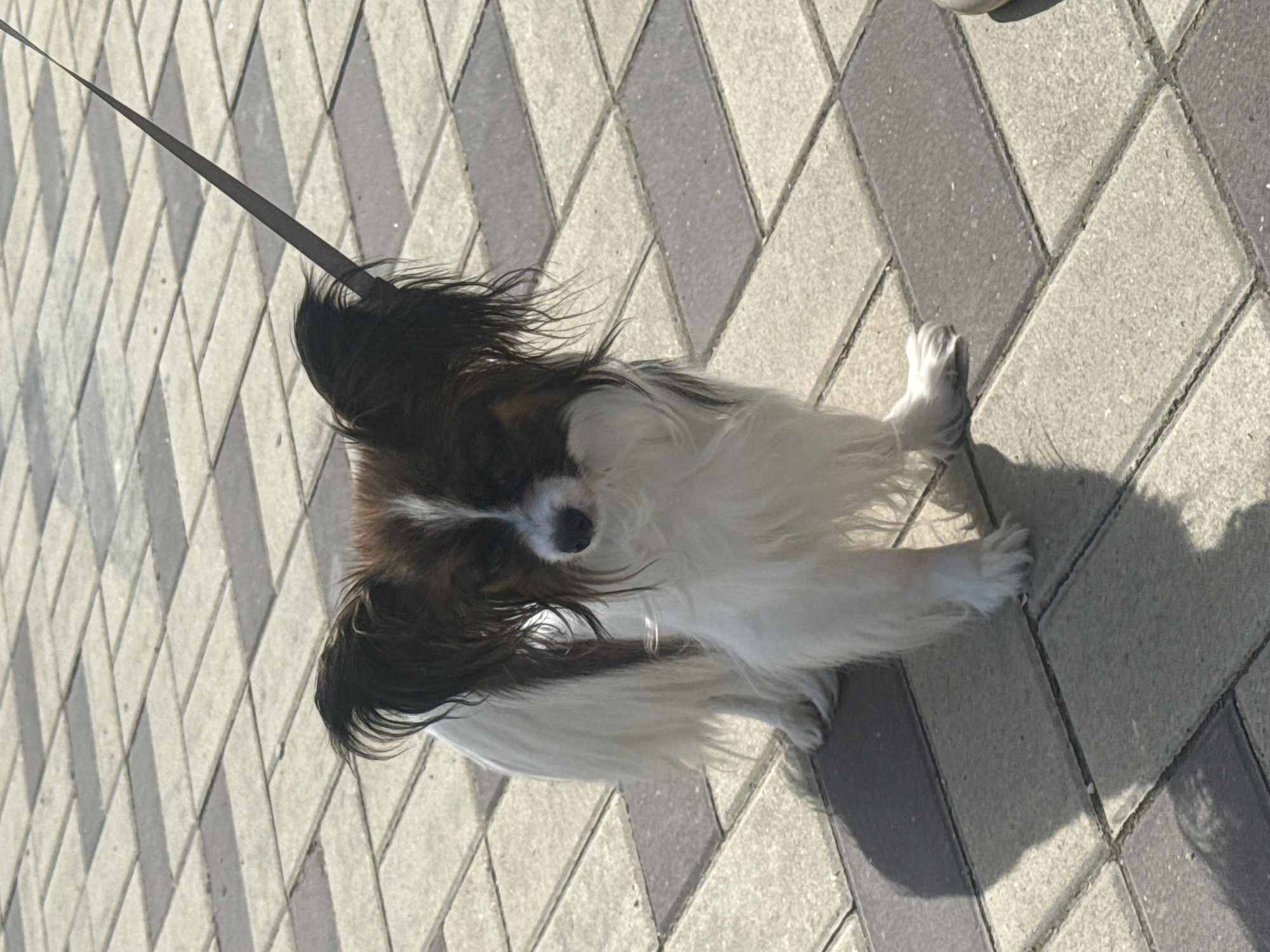 An overhead shot captures a small, long-haired dog, likely a Papillon breed, standing on a patterned paved surface. The dog's fur is primarily white with prominent dark brown or black patches on its head, ears, and parts of its body. Its distinctive, fringed ears are visible, though one is slightly folded back. A thin, dark leash extends upwards and out of the frame from the dog's neck area, suggesting it is being walked or supervised.
The dog is looking downwards or slightly forward, with its face partially obscured by its long fur. A small, shiny metallic ring, possibly part of its collar or a tag, is visible near its chest. Its paws, primarily white and fluffy, are resting on the ground.
The ground is composed of rectangular tiles arranged in a diagonal or diamond pattern, alternating between lighter and darker shades of grey. The scene is brightly lit by natural sunlight, casting distinct shadows of the dog and potentially the person holding the leash onto the pavement. The overall impression is a sunny outdoor setting, possibly a sidewalk, park path, or urban plaza. No people or text are visible in the image.
