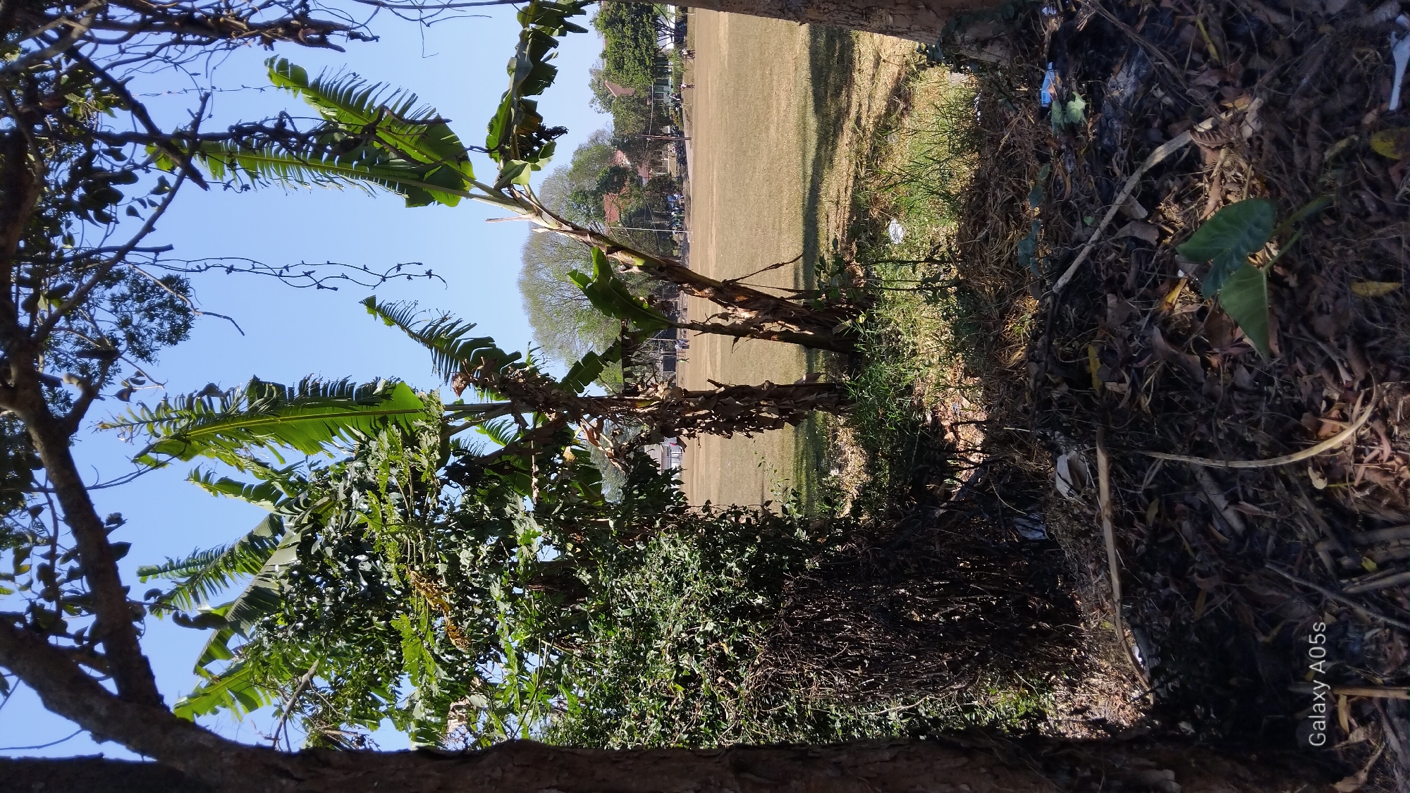 This image depicts an outdoor scene in Sumedang, Indonesia, likely a park or open field. In the foreground, a collection of dried leaves, twigs, and debris is visible, suggesting a natural, possibly unkempt, area. Amongst this debris, a green leaf from a plant is prominent. Two tree trunks frame the lower corners of the image, with branches extending overhead.
Behind the foreground, several banana trees with large, tattered leaves stand out. To the left of the banana trees, a dense, leafy bush or small tree is present. Beyond this vegetation, a large, dry, grassy field is visible, dotted with a few scattered trees. In the distance, buildings and structures can be observed, along with a clear blue sky. Several individuals are present on the field, some of whom appear to be engaged in activity, though their specific actions are not discernible. The overall impression is a snapshot of an everyday outdoor environment in a Sumedang locality.