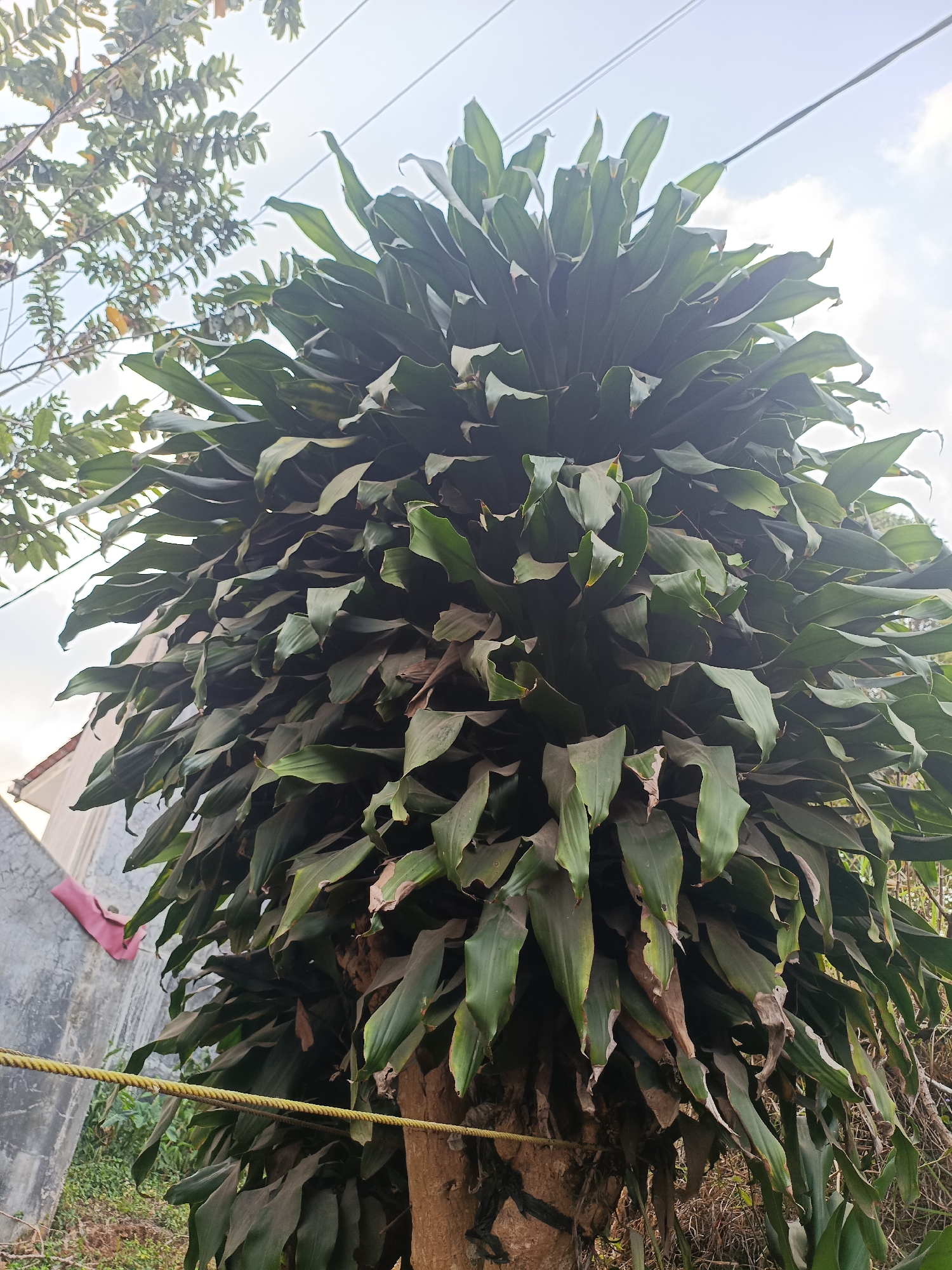 The image shows a close-up, low-angle shot of a large, leafy plant with long, dark green leaves that droop downwards. The plant's trunk is visible at the bottom, and the dense foliage forms a full canopy. In the background, a pale sky with some clouds is visible, along with power lines. To the left of the plant, a portion of a grey wall with a pink object hanging on it is present, as well as some green foliage and dry branches. A yellow rope runs horizontally across the lower part of the frame. The scene is set outdoors, likely in a residential area given the wall and power lines, and appears to be in Kadununggal, Indonesia. There are no people or animals visible in the image.