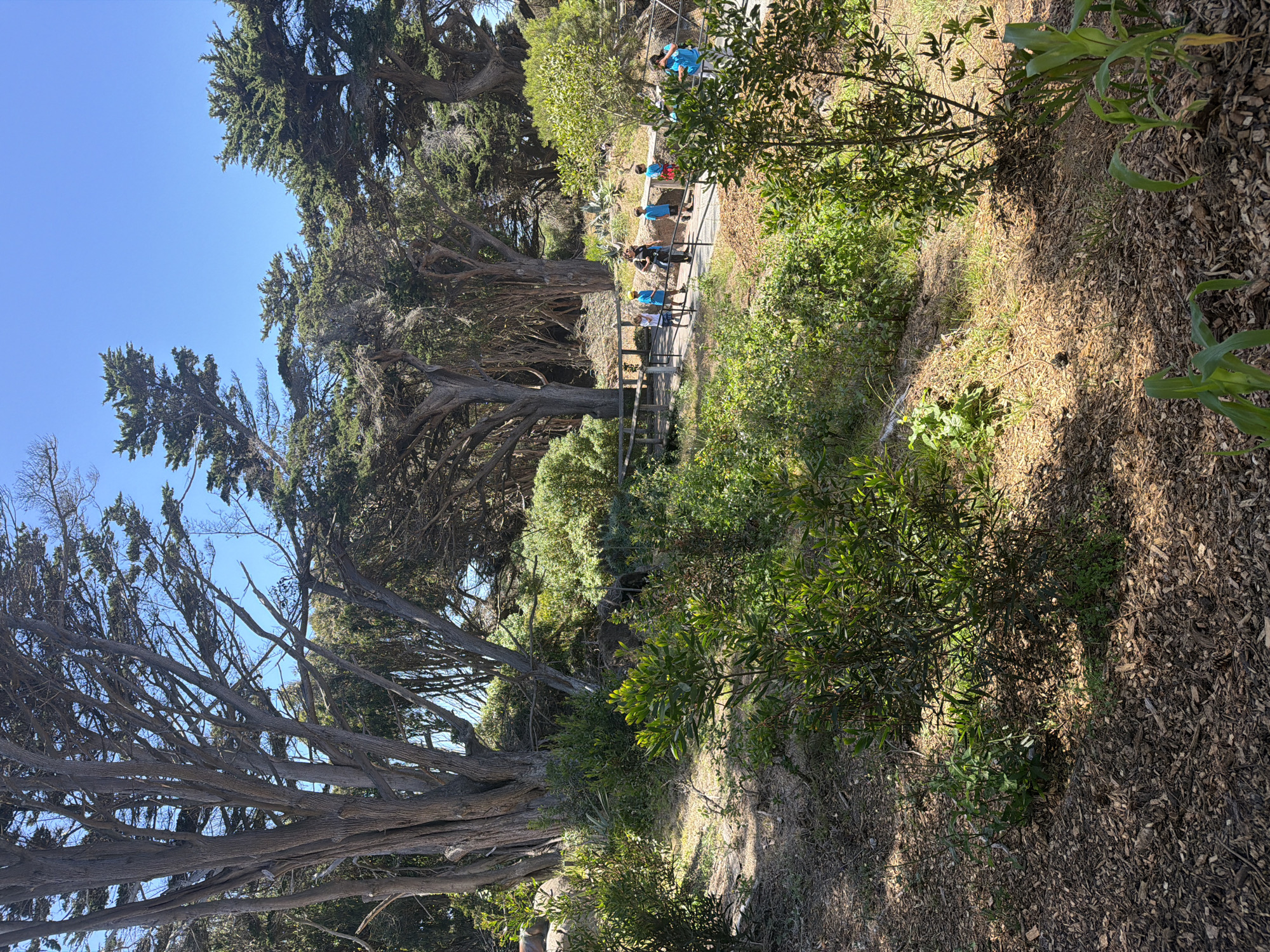 The image shows a group of children and adults walking on a wooden boardwalk through a grove of trees in San Francisco, California. The trees appear to be Monterey cypress, with their characteristic gnarled branches. The boardwalk is bordered by a wooden railing and surrounded by lush green vegetation. The sky is clear and blue, and the sun is shining, casting shadows on the ground. The scene suggests a nature walk or educational outing in a park or protected area.