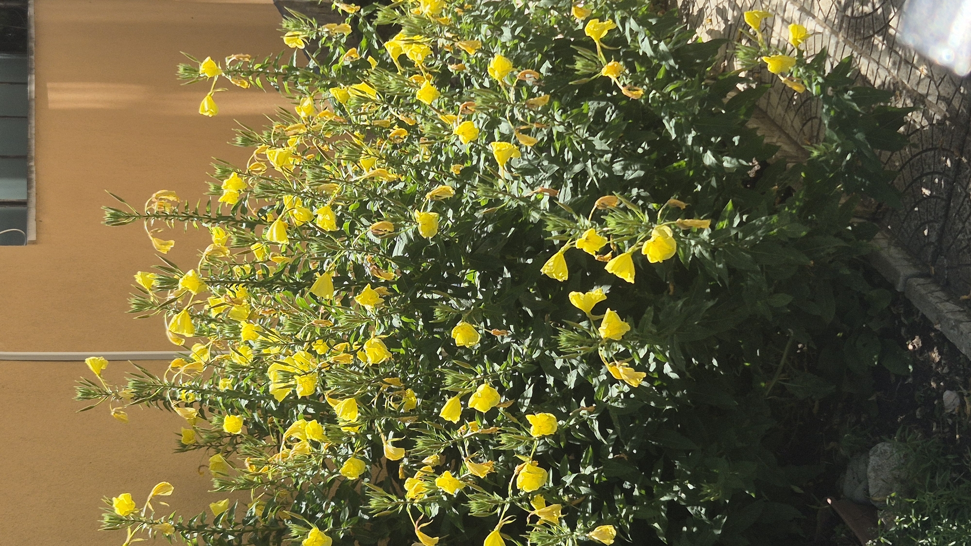 This is a vertical, eye-level, medium shot of a dense bush of yellow evening primrose flowers against a warm, ochre-colored wall with a sliver of a dark-paned window visible at the top right. The flowers are in various stages of bloom, with some fully open and others still budding. The leaves of the plant are dark green and lush, creating a dense, bushy appearance. The foreground shows a tiled pathway and some scattered rocks and soil. The lighting suggests it is daytime, with sunlight casting shadows from the plants onto the path. The image appears to be taken outdoors, likely in a garden or yard setting in the city of Ravda, Bulgaria. There are no people or animals visible in the image.