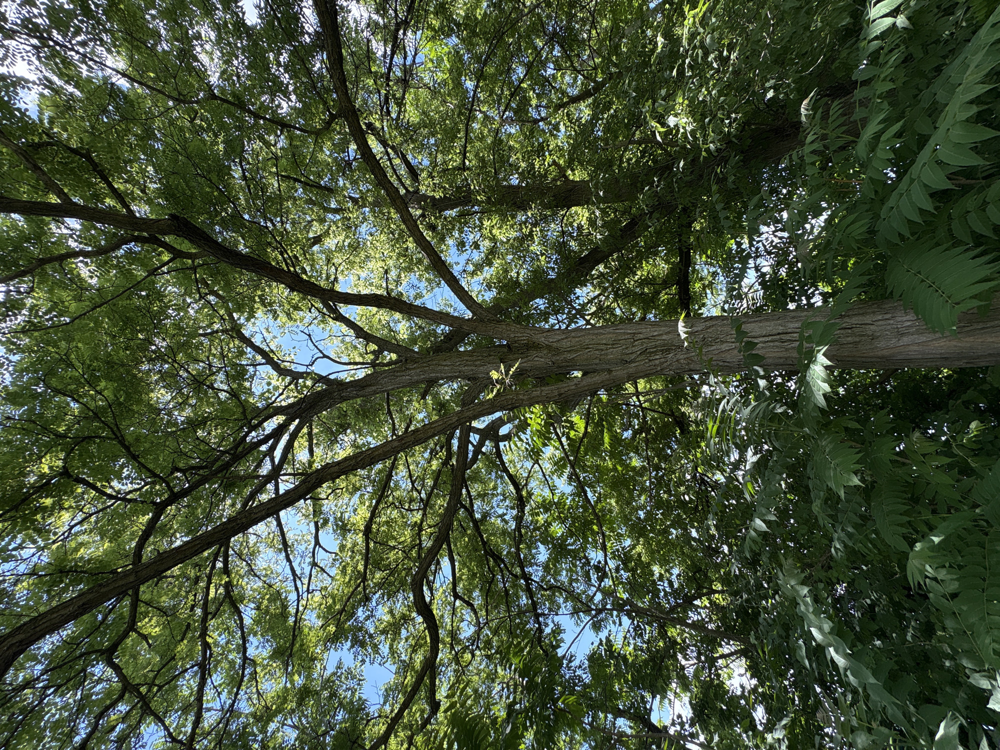 A low-angle shot shows the canopy of a large tree with rough bark, its branches spreading out against a bright blue sky. Dense green foliage fills the frame, with sunlight filtering through the leaves, creating a dappled effect. In the foreground, a cluster of serrated leaves extends from the lower left corner. The image was taken in a park in the City of Niagara Falls, United States of America.