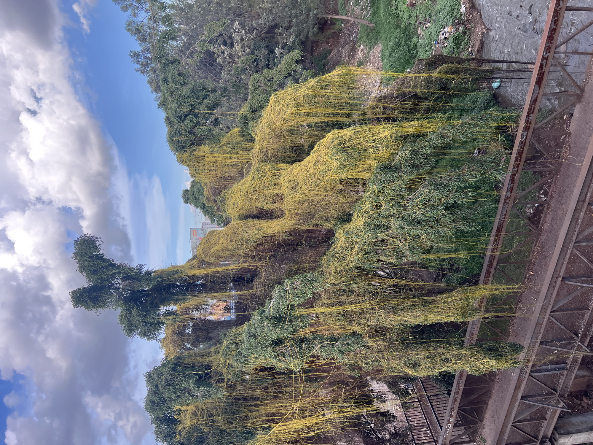 The image shows a view from a bridge in Nairobi, Kenya. The bridge is made of metal and has a rusted appearance. On the left side of the image, trees are heavily covered with yellow parasitic vines, hanging down towards the ground. Some vines also extend down into a waterway below, visible to the right of the bridge. The waterway contains some visible trash. In the background, more trees and vegetation can be seen. The sky is partly cloudy with patches of blue. Buildings are visible in the distance between the trees.