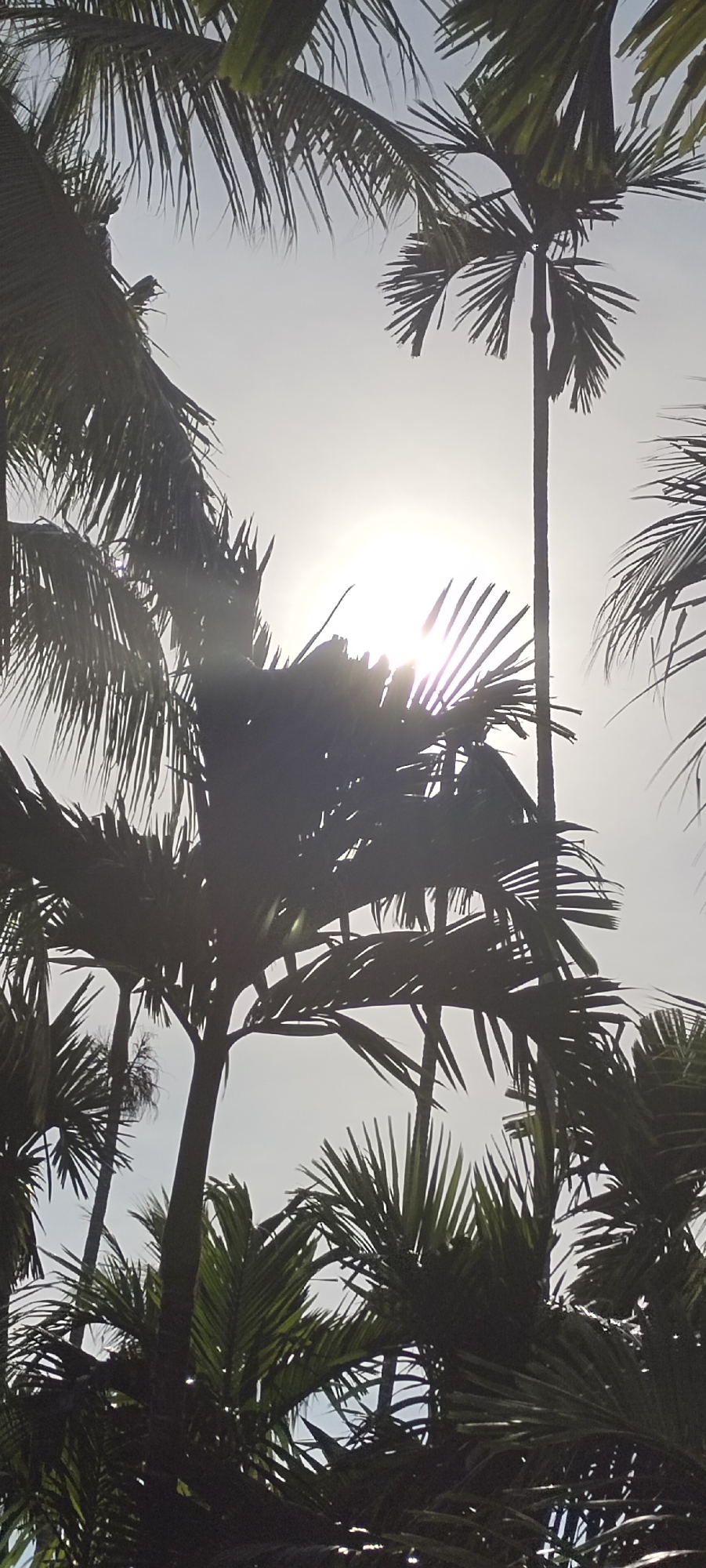 The image shows a view looking up through the canopy of palm trees toward a bright, washed-out sky, presumed to be in Meunasahalue, Indonesia. The sun is visible through the leaves, causing a strong glare. The palm fronds are mostly silhouetted against the bright sky.