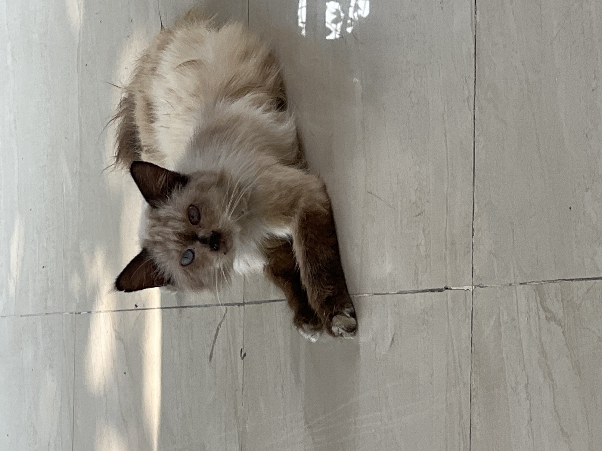 A light-colored cat with brown points is lying on a beige tiled floor. The cat has blue eyes and a fluffy tail. Sunlight is casting shadows on the floor. The scene is indoors.