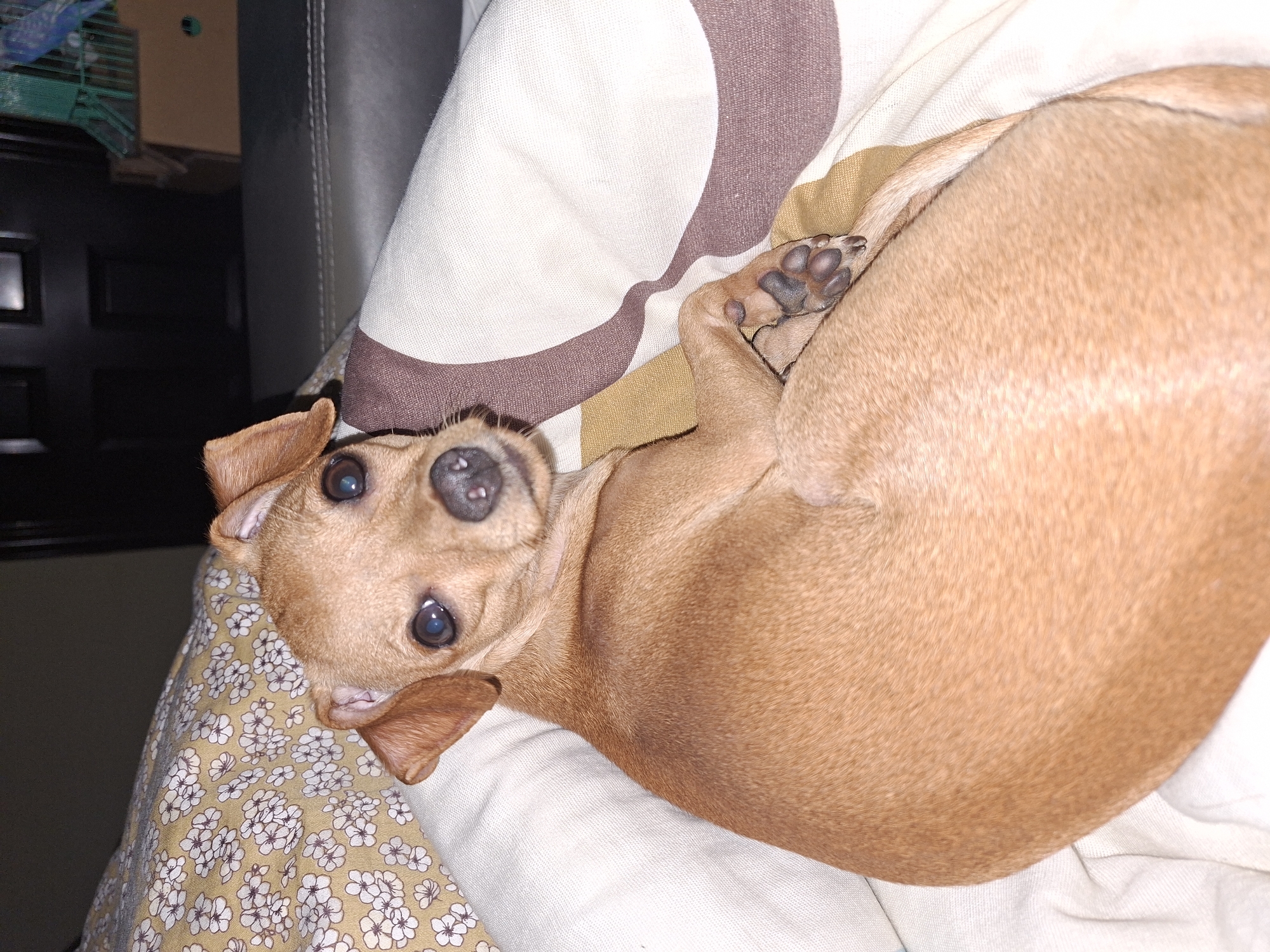 A tan-colored dog with large eyes is curled up on a cushion. The cushion has a floral pattern on one side and a striped pattern on the other. The dog's paws are visible near the striped part of the cushion. In the background, there is a dark piece of furniture and a birdcage. The location in Shumen, Bulgaria cannot be determined from the image.