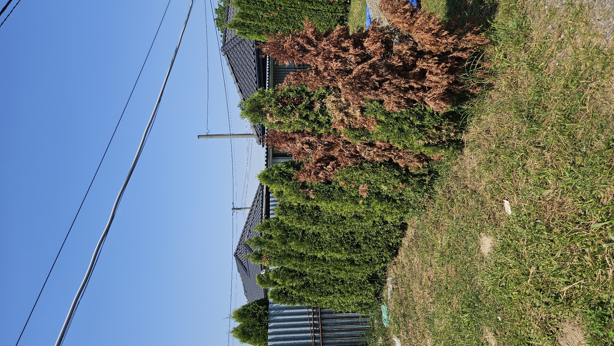 In Vyšné Nemecké, Slovakia, a row of coniferous trees lines a property. Some of these trees are vibrant green, while others have turned a dry, brown color, suggesting a lack of health or damage. A metal fence stands to the left of the trees, and beyond the trees, two houses with dark tiled roofs are visible under a clear blue sky. Overhead, power lines stretch across the frame. The ground in front of the trees is covered in grass, with patches of dry, brown earth.