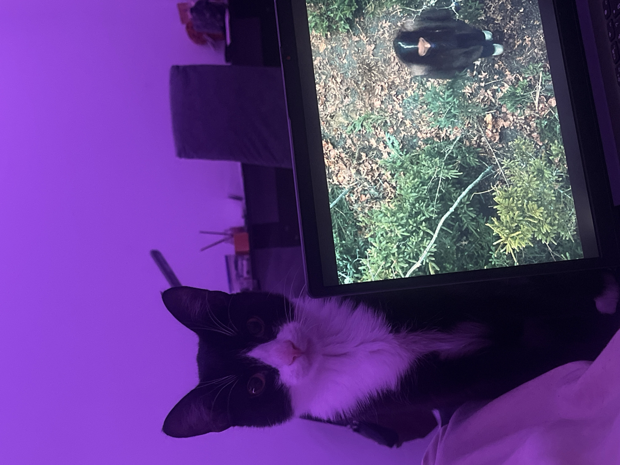 A black and white tuxedo cat is lying on a white surface next to a computer screen displaying a scene of a forested area. The image on the screen shows a black bear walking through the undergrowth. The lighting in the room is purple. There are other objects out of focus in the background. The location in the city of Saint Petersburg, Russia, is not provided.