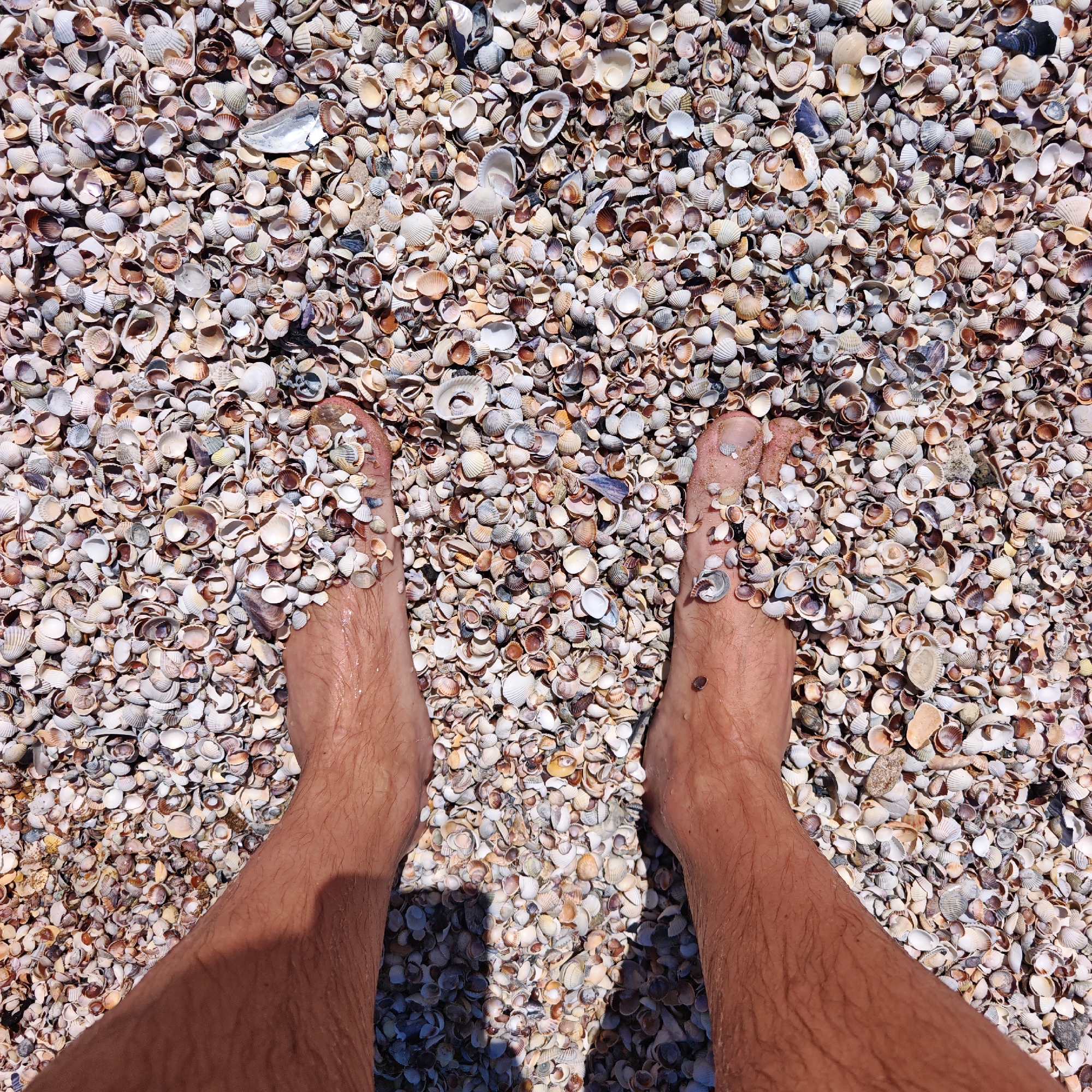 A high-angle, full shot photograph depicts a pair of bare human feet standing on a beach covered with small, tan and white seashells. The feet are slightly obscured by the shells. The legs of the individual extend into the foreground, with a shadow partially visible at the bottom. The beach is densely packed with the shells, creating a textured ground. The photo appears to have been taken on a sunny day. The location is городское поселение Щелкино, Ukraine, as specified.