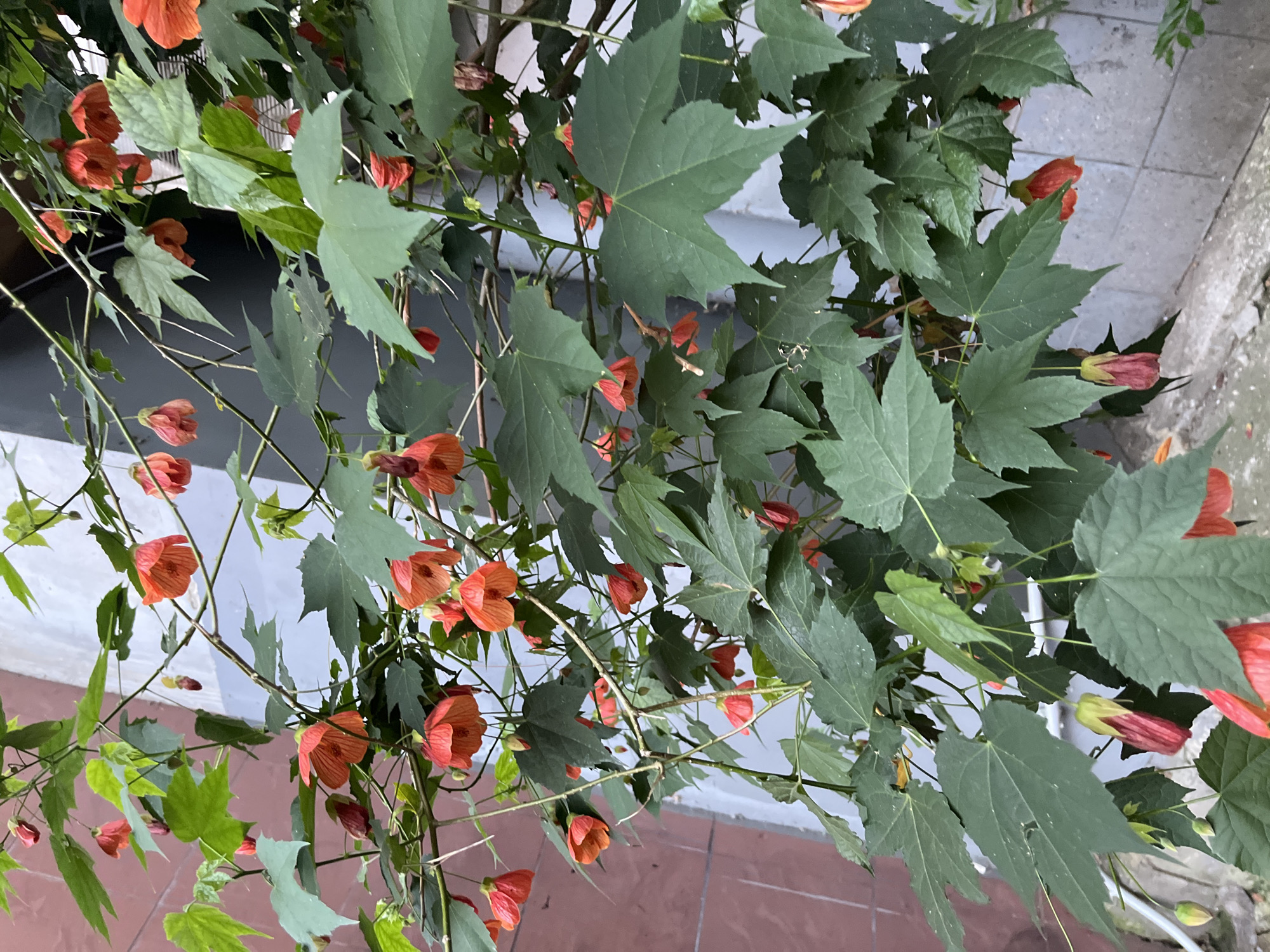 This is a close-up, top-down view of an Abutilon plant, commonly known as a flowering maple, in bloom. The plant has numerous bell-shaped flowers in a vibrant orange-red hue, some fully open and others still in bud. The flowers hang from thin, wiry stems, surrounded by large, maple-like green leaves. Some leaves have a slightly lighter, almost silvery sheen. The background is softly blurred, showing hints of a tiled floor and a wall, suggesting an outdoor or semi-outdoor setting. The lighting appears to be natural daylight, possibly overcast or in shade, as there are no strong shadows. The overall impression is one of lush, abundant growth. There is no visible text or any indication of people or a specific event. The context provided, Sochi, Russia, suggests this may be a common plant in that region or grown in a garden there.